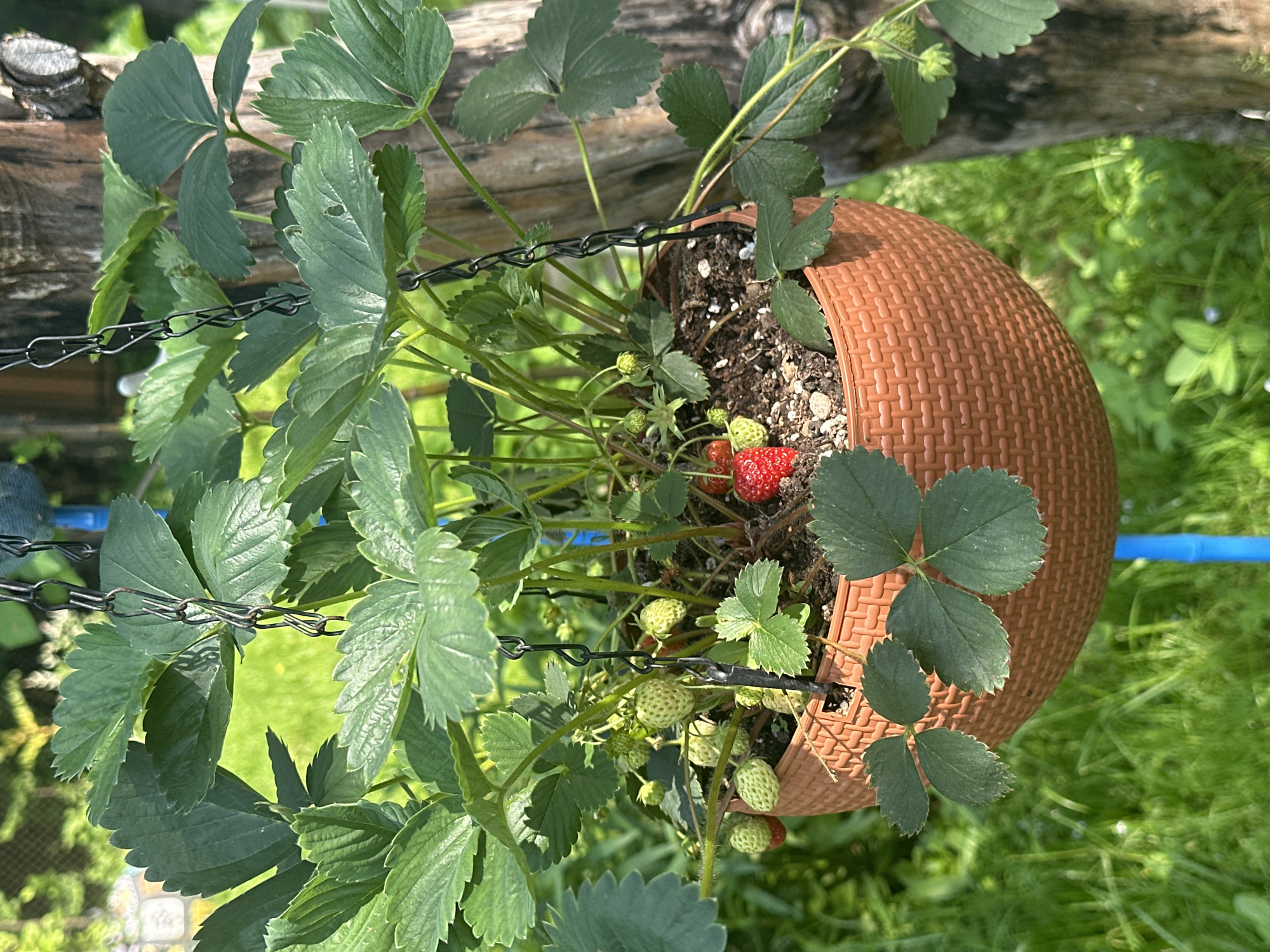 A close-up shot shows a hanging basket filled with strawberry plants, suspended by black chains from a wooden post. The basket itself is a reddish-brown woven plastic container. The strawberry plants have lush green leaves, and several small green strawberries are visible, along with one ripe red strawberry near the center. The background is a blur of green grass and foliage, suggesting an outdoor setting, possibly a garden. A blue pole is partially visible at the bottom of the frame. The scene is lit by natural sunlight, creating a bright and vibrant atmosphere. The overall impression is one of a healthy, growing strawberry plant in a domestic outdoor environment.