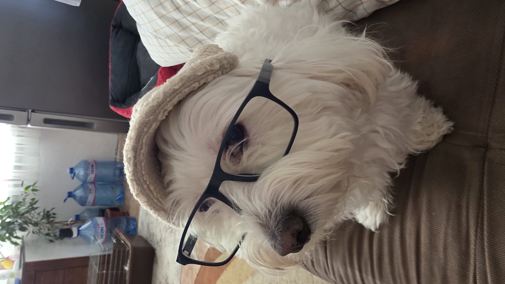 A white, furry West Highland White Terrier lies on a brown sofa, wearing a light-colored, possibly beige, hooded garment and large, black-rimmed glasses askew on its face. The location cannot be verified as Blagoevgrad, Bulgaria. In the background, near a window, are several large, blue water bottles stacked near a small plant. A pet bed is also visible behind the dog.