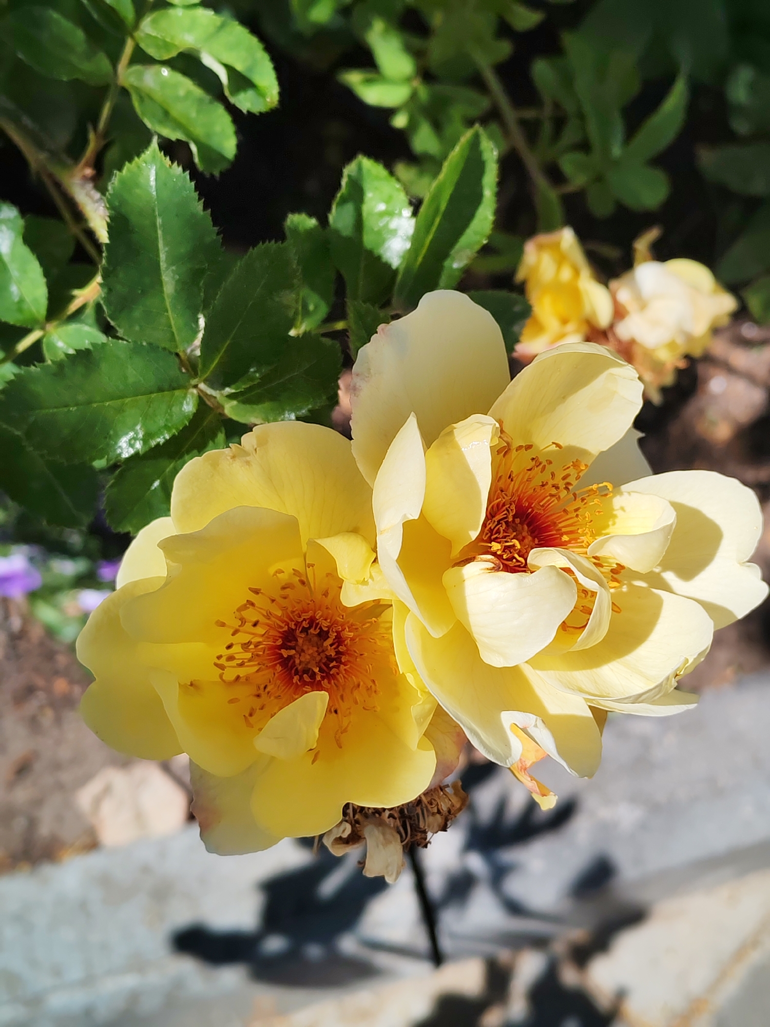 The image shows a close-up of two yellow roses with prominent orange centers, set against a blurred background of green leaves and a hint of purple flowers. The roses are the main subjects, with their petals catching the sunlight, creating shadows on a concrete surface below. The overall scene is natural and appears to be in an outdoor setting. There are no people or animals visible in the image. The specific location in the city of Kostroma, Russia, cannot be determined from the visual information provided.