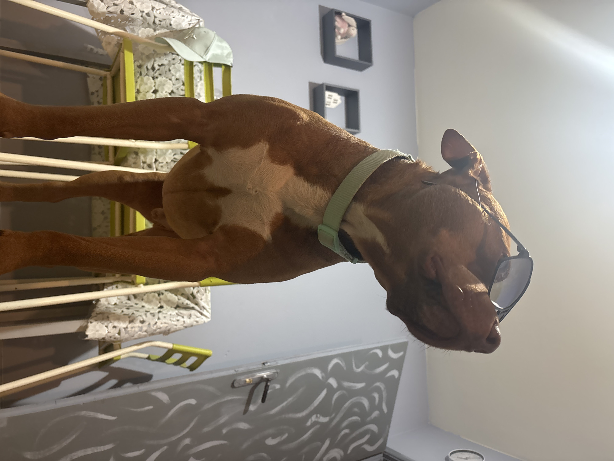 A tan and white dog wearing sunglasses and a light green collar is in the foreground of the image. The dog is partially on a clothes drying rack, with white lace and a light green hat visible. The dog's head is angled towards the right side of the image. Behind the dog is a gray chest with white squiggly lines on the front. On the wall are two black square frames with white objects inside. The wall is light blue, with a brighter white area on the right. The scene is indoors. There is no evidence to suggest the scene is in Sofia, Bulgaria.