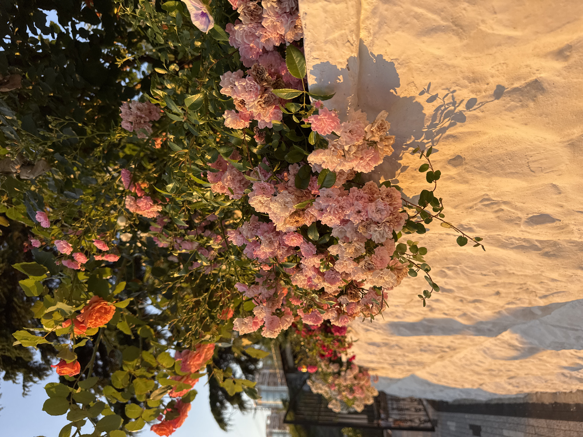 This media file is a close-up, vertically oriented photograph of a rose bush with clusters of pink and orange roses, in bloom. The roses are abundant, with many small, delicate pink flowers and a few larger, more prominent orange ones. Lush green leaves fill the gaps between the blossoms, creating a dense, verdant foliage.
The rose bush is positioned against a textured, off-white wall, which is illuminated by warm, golden light, suggesting it is either sunrise or sunset. This light casts soft shadows of the rose branches and leaves onto the wall, creating an artistic and textured backdrop. The detail of the wall indicates a rough, possibly stucco or plaster finish.
In the upper left corner, a glimpse of a clear blue sky can be seen through the leaves. In the background, slightly out of focus, are some architectural elements that appear to be buildings and possibly outdoor seating or structures, hinting at an urban or semi-urban garden setting. The presence of these structures, combined with the flowering roses and warm light, evokes a sense of tranquility and natural beauty.
The overall mood is serene and picturesque, capturing a moment of natural beauty bathed in the soft light of either dawn or dusk. No text is visible in the image. The location context of Sochi, Russia, aligns with the idea of a coastal or garden setting where such flora might thrive.