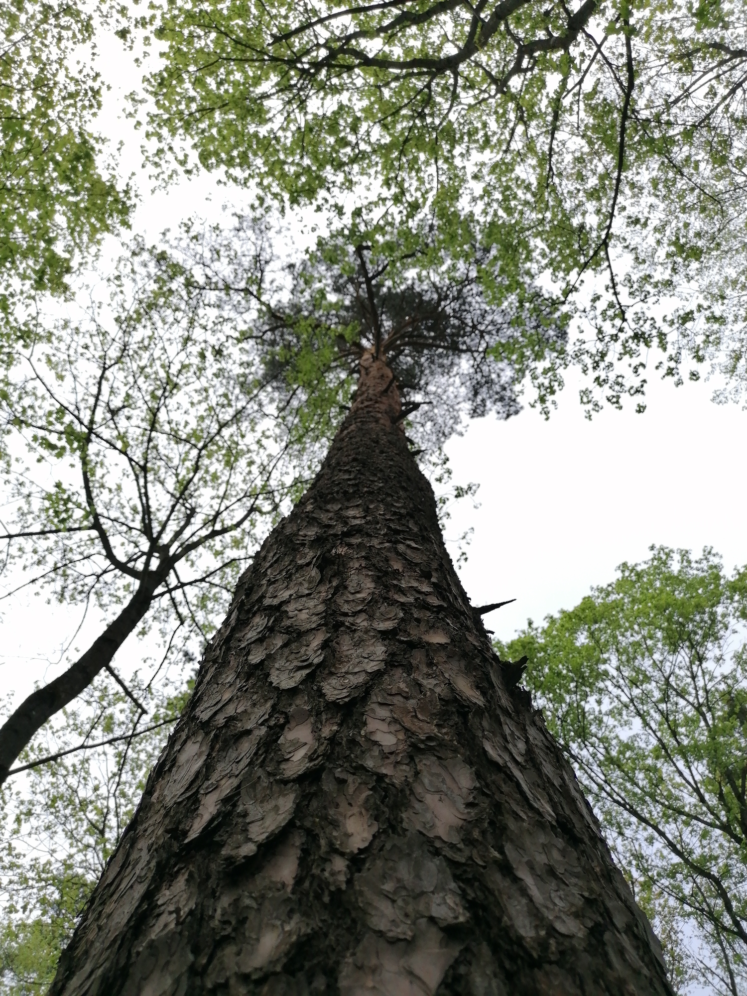 The image shows a view looking upwards at a tall tree. The bark of the tree is thick and textured. Surrounding the main tree are other trees with green leaves. The sky is visible through the branches. The location and city are unknown.