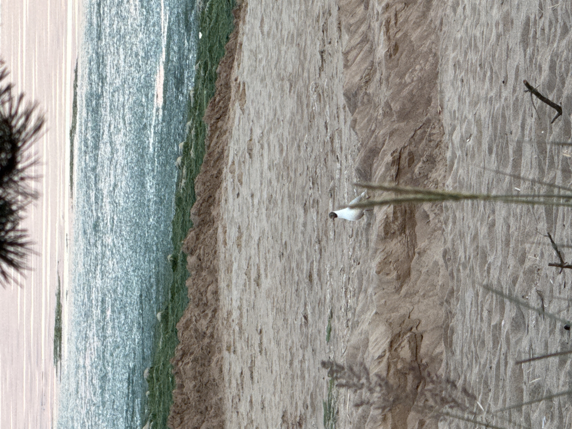 The image depicts a seaside scene with a sandy embankment. The embankment is a prominent feature, showing variations in texture and color, from light beige sand to darker, more compressed areas. The sand has been shaped by natural forces, creating ripples and undulations. At the top of the embankment, there's a strip of green vegetation, possibly grass or low-lying bushes.
To the left of the embankment is a body of water, appearing choppy and blue-green, reflecting the light. The water meets the sandy shore, creating a clear division between land and sea. In the distance, across the water, faint vertical lines suggest a distant shoreline or perhaps man-made structures. A dark silhouette of pine needles is visible in the far left foreground, framing the scene and suggesting the presence of trees nearby.
A single seagull is perched on the sand, facing towards the water. Its white and black plumage stands out against the sandy background. The lighting suggests it is daytime, with sunlight casting shadows and highlighting the textures of the sand. The overall atmosphere is one of natural serenity. No text is visible in the image. The location is identified as Peski, Russia, which implies a coastal or lakeside setting within that region.