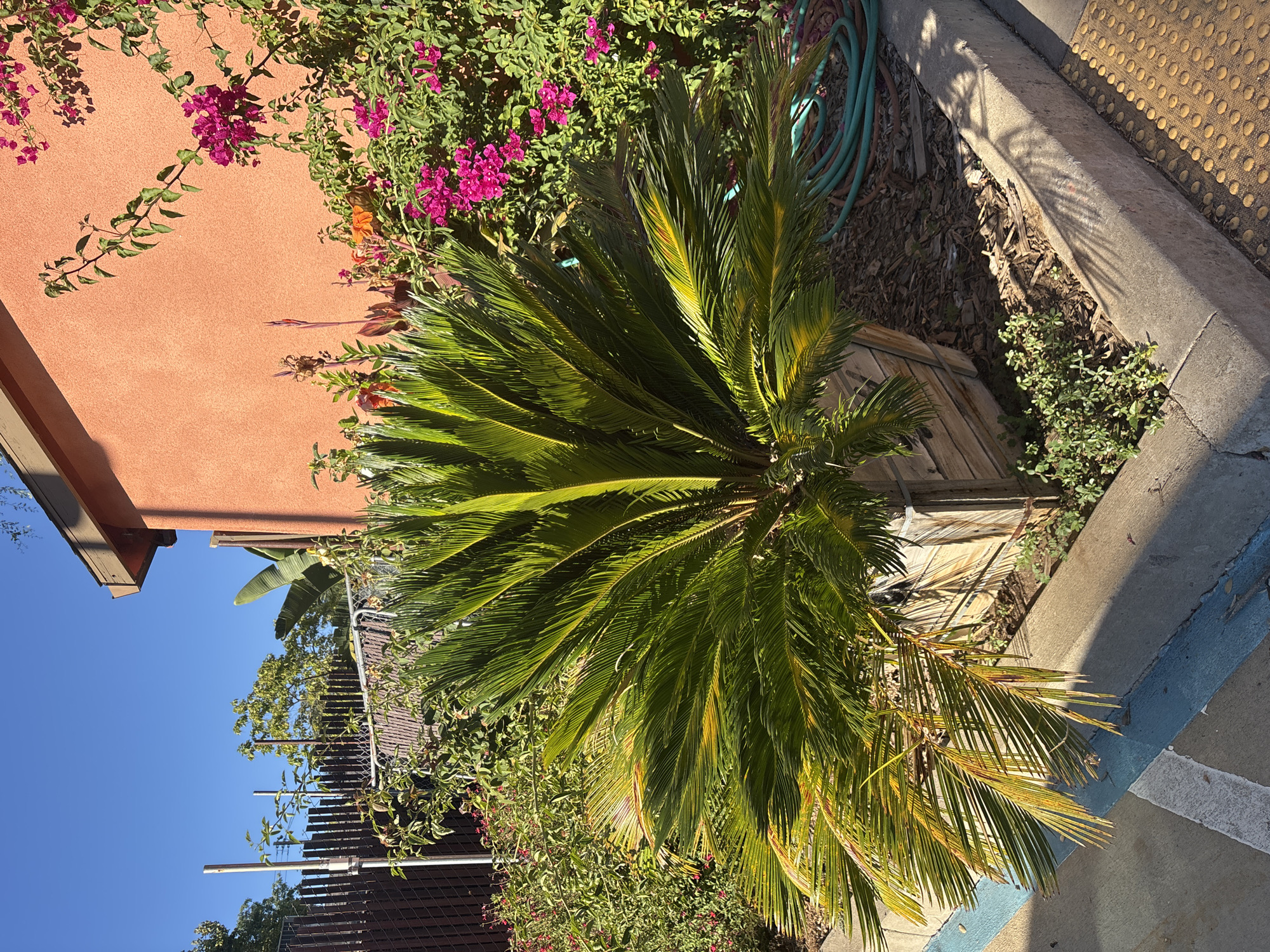 In Fair Oaks, California, United States, a vibrant outdoor scene unfolds under a clear blue sky. Dominating the foreground is a large sago palm in a weathered wooden planter, its lush green fronds fanned out and casting dappled shadows. To the right, a coral-colored stucco building forms the backdrop, adorned with cascading bougainvillea featuring bright magenta blossoms. A green garden hose lies coiled near the base of the building, hinting at recent watering. The ground is a mix of mulch and concrete, with a textured yellow tactile paving strip visible along the edge, suggesting a public walkway. A dark brown wooden fence stands to the left, partially obscured by dense green foliage and the sago palm. The overall impression is one of a well-maintained, sun-drenched residential or commercial exterior.
