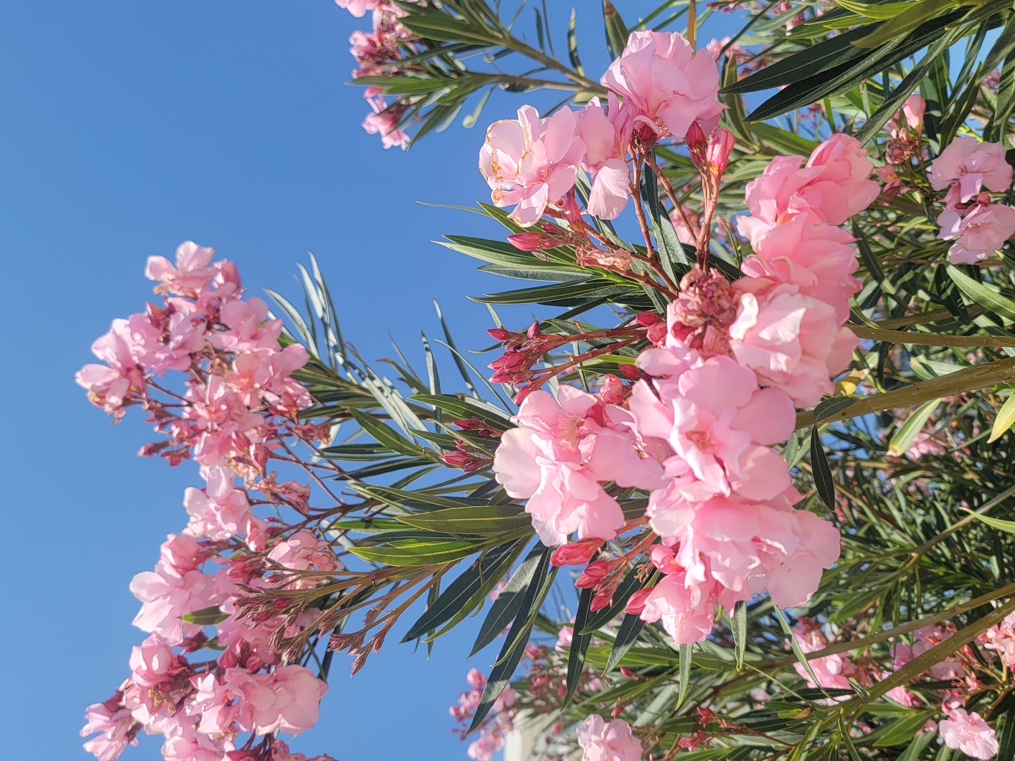 A close-up, low-angle shot captures a cluster of blooming oleander plants against a bright blue sky. The flowers are predominantly pink, with some variations in shade, and appear to be in various stages of bloom, with some fully open and others as buds. The leaves are long, narrow, and green. In the upper left corner, a sliver of a white building is visible. The image is likely taken outdoors in Quarteira, Portugal, given the clear sky and lush vegetation, typical of the region's climate. There are no people or animals in the frame.