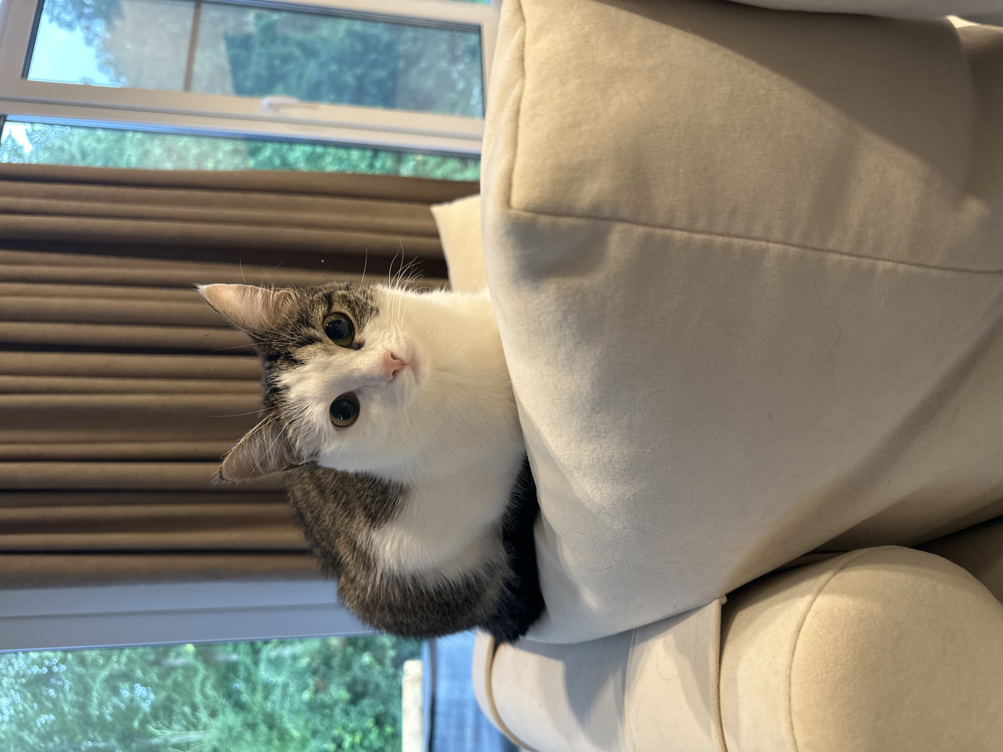 A young, domestic shorthair cat with tabby markings and white fur is perched on a plush, light-colored sofa. The cat's face is turned towards the camera, with alert, golden eyes and a pink nose. Its ears are pointed forward. In the background, a large window reveals a lush green outdoor environment with trees, suggesting a natural setting, possibly from a residential area in Noviy, Russia, given the context. The window is framed by dark brown curtains. The lighting suggests it is daytime.