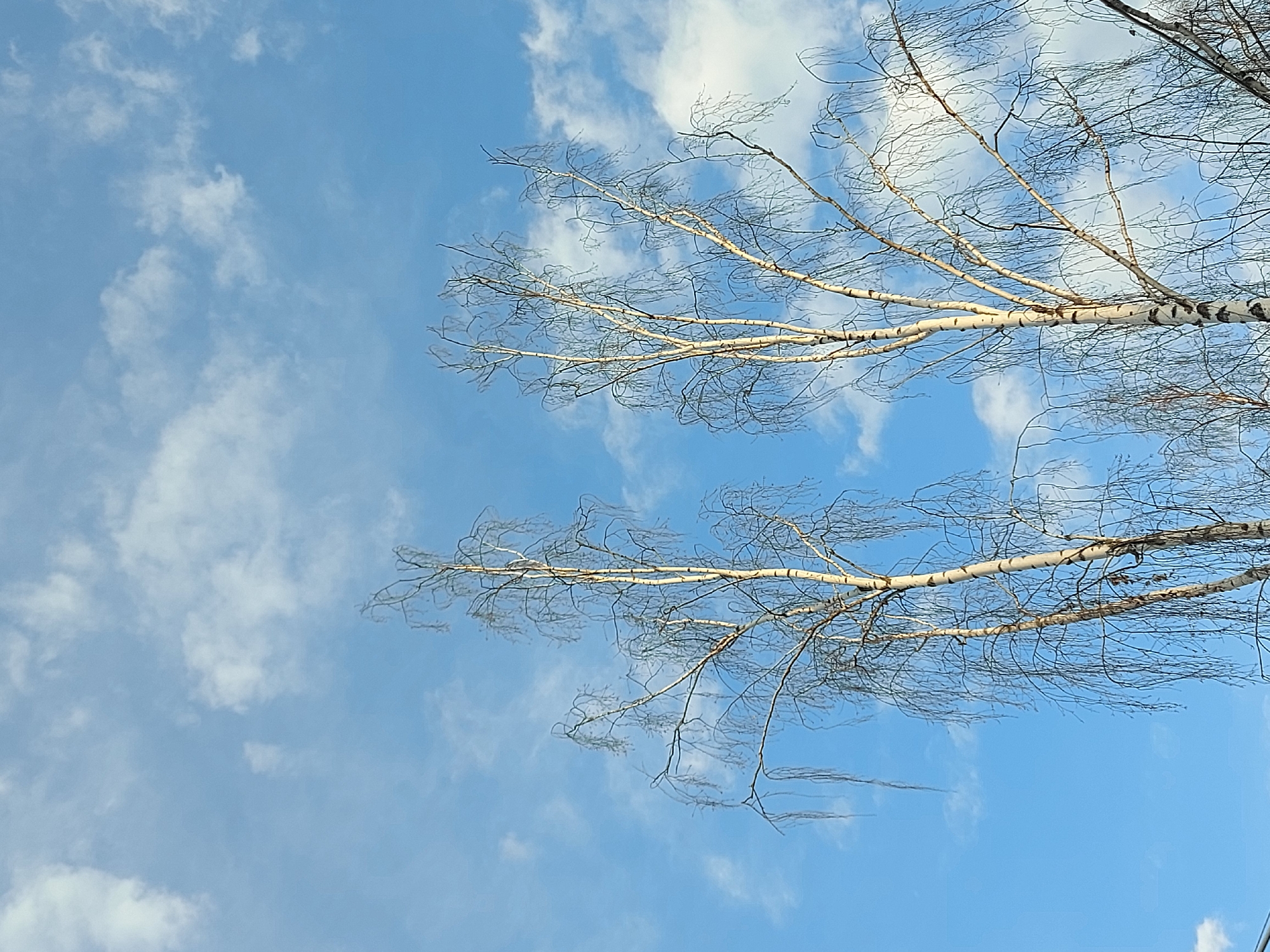 The image shows a view of a birch tree against a blue sky with scattered clouds. The tree is largely bare, with only slender branches visible. The distinctive white bark of the birch is apparent. The location is likely Chaikovsky, Russia, based on the question prompt. No people or other objects are visible in the frame. The scene depicts a winter or early spring sky.