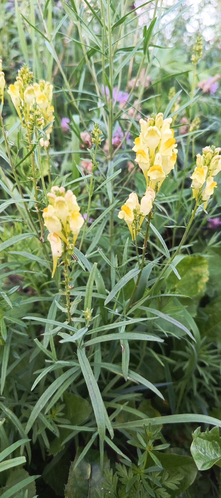 A vertical shot captures a cluster of yellow snapdragon flowers with green foliage. The flowers are in various stages of bloom, with some closed buds and others fully open, revealing their distinct lip-shaped structure. The stems are tall and slender, supporting the delicate blossoms. The surrounding leaves are long and narrow, creating a dense, green backdrop. In the background, out-of-focus elements suggest other plants and possibly a hint of distant foliage. A small, striped caterpillar is visible on one of the flower stems, adding a subtle detail to the scene. The lighting appears to be natural, suggesting an outdoor setting, possibly a garden or a wild patch of flowers.