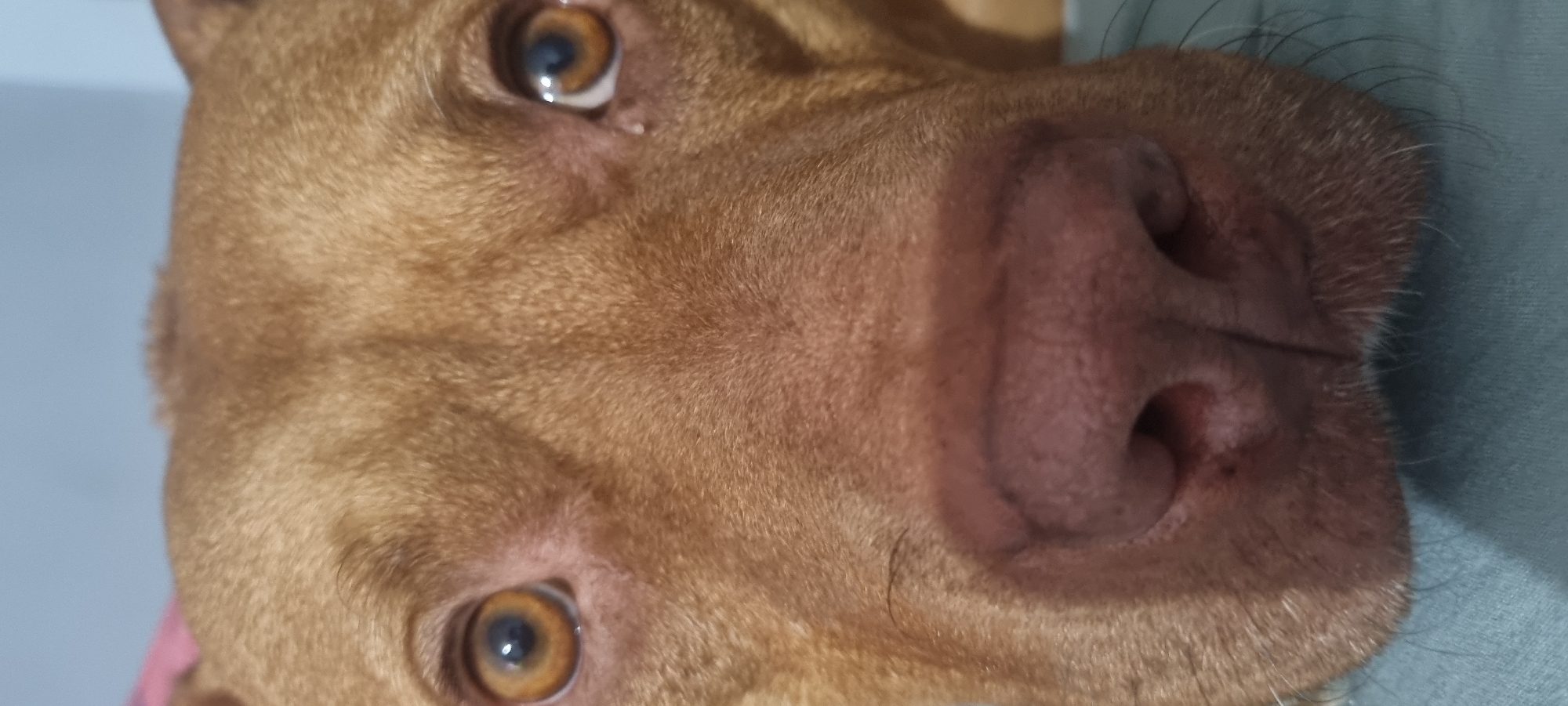 A close-up, eye-level shot shows the face of a tan-colored dog. The dog's large, brown eyes are open and looking directly at the camera. The dog's wet, pink nose is prominent in the foreground, with its nostrils clearly visible. The dog's fur is short and appears soft. The background is a blurred light blue color, possibly a wall or a blanket. The dog's snout is resting on a teal-colored surface, which could be a blanket or piece of furniture. There are no other visible subjects or objects in the frame.