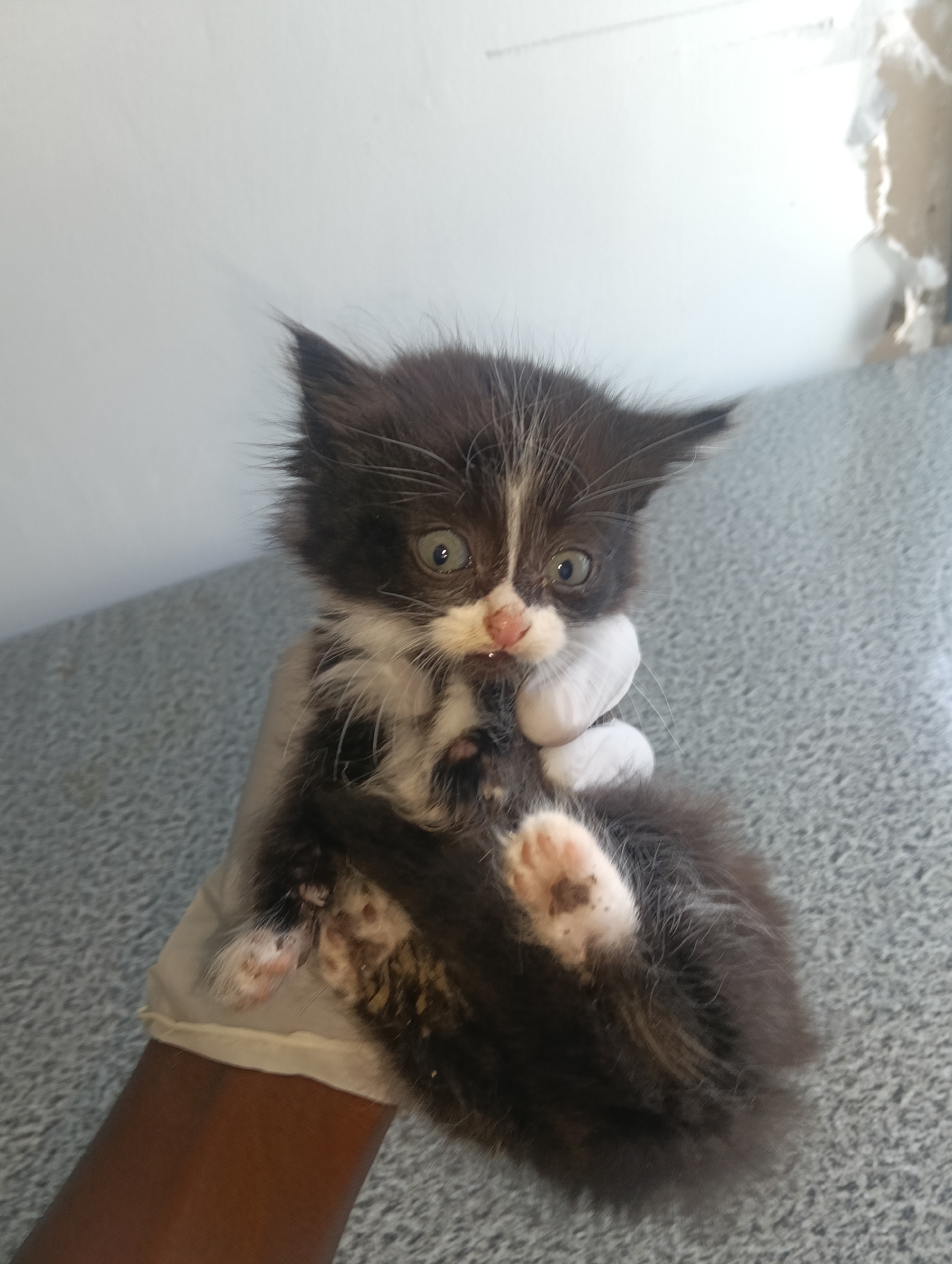 A dark-skinned person wearing a white glove is holding a small, fluffy kitten. The kitten is primarily black and white with large, alert eyes. The background consists of a light gray surface and a white wall with some minor damage. The location is indicated to be Nairobi, Kenya, but no further details in the image confirm the location.