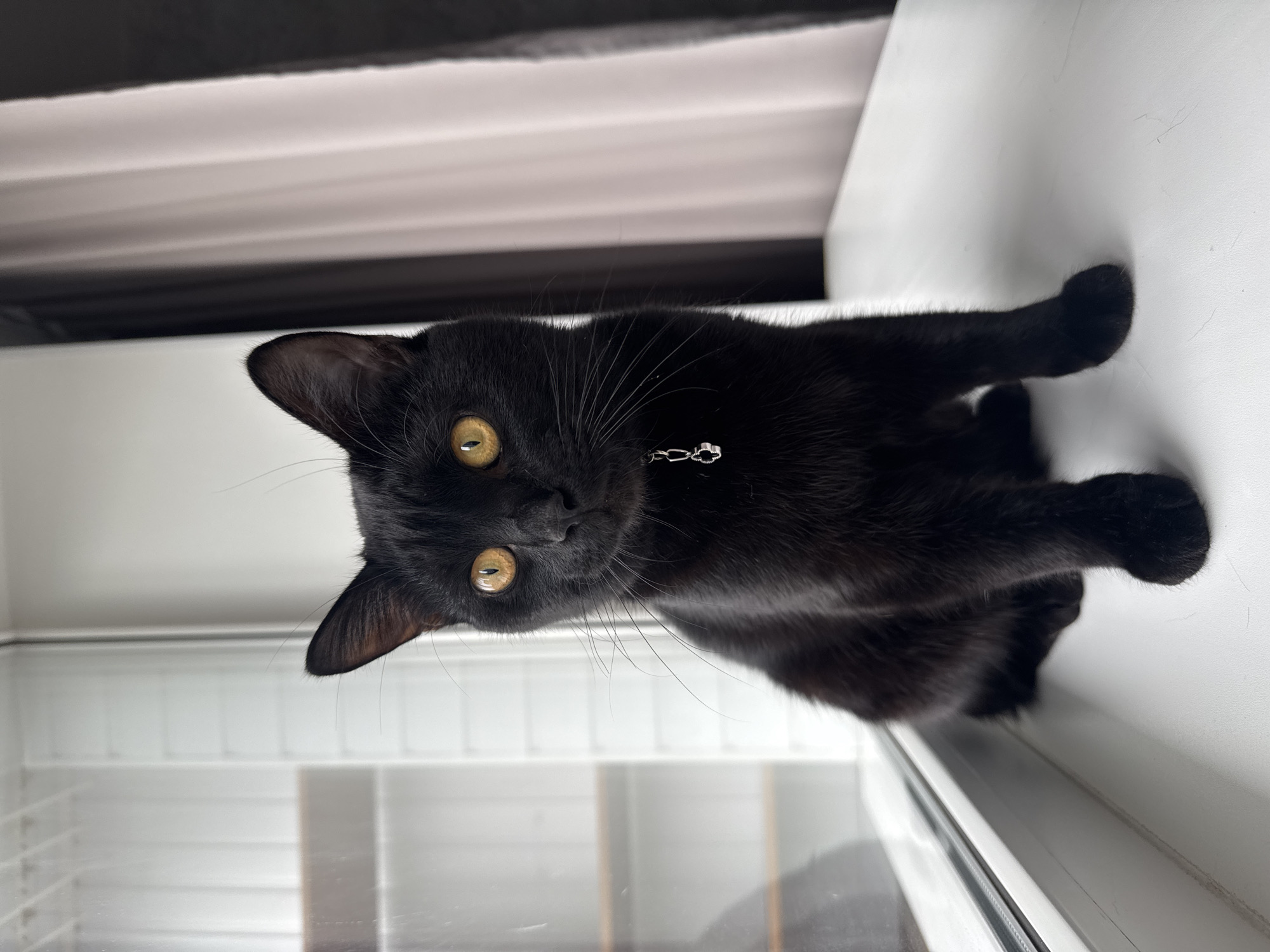 A black cat with a silver collar sits on a white surface, potentially a windowsill, in front of a window. The cat has yellow eyes and whiskers. A light-colored blind or curtain is visible behind the cat. The window frame is white and reflects light. The location is unknown but mentioned as Chaikovsky, Russia.