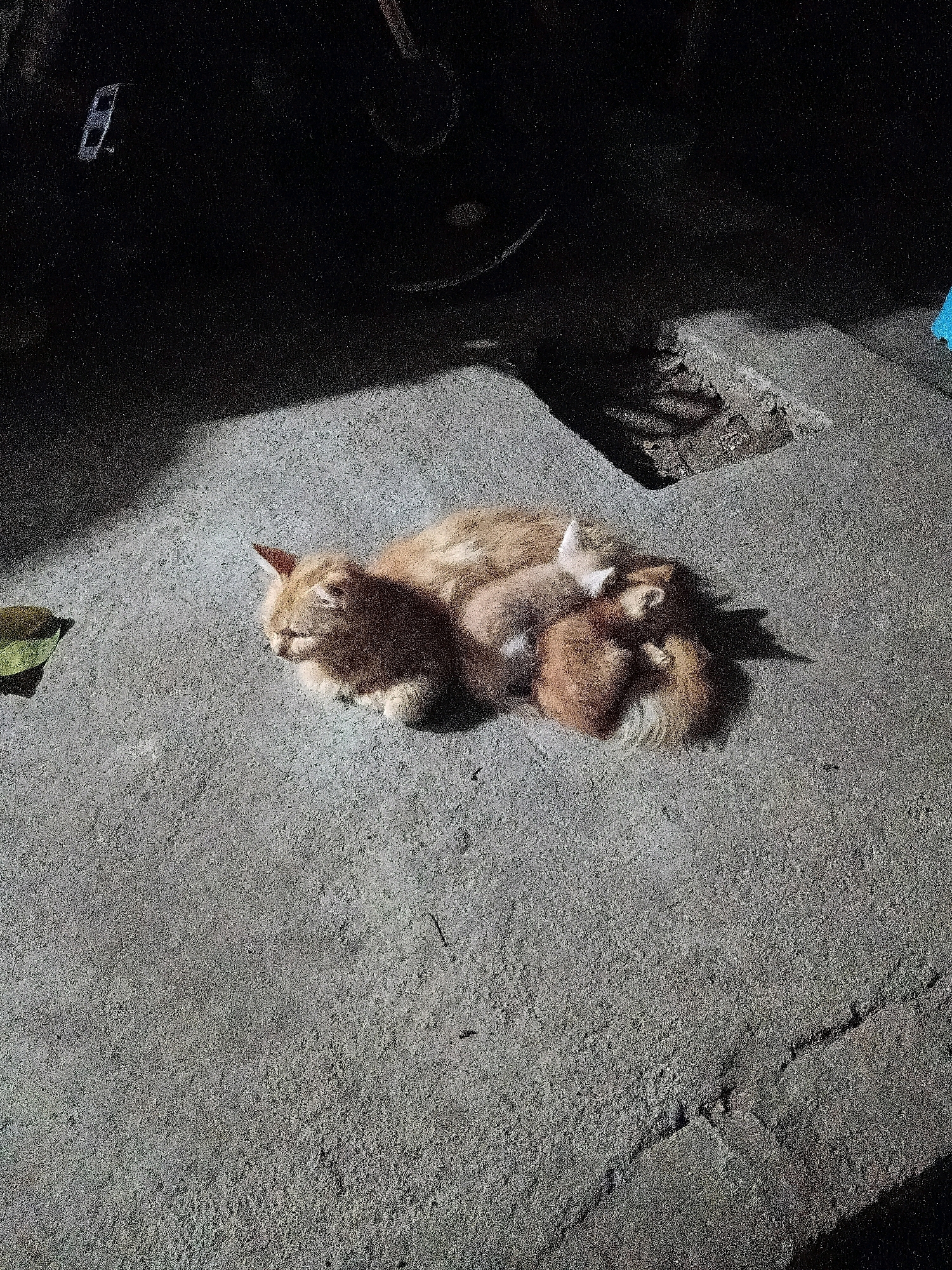 In Cikal, Indonesia, an adult cat and three kittens are resting on a concrete surface. The adult cat, with light brown fur, is lying down, its head turned to the left, with its eyes closed. Three kittens are nestled on top of the adult cat. Two kittens are partially visible, with their heads facing different directions. One kitten is seen with its eyes open, looking towards the right. The surrounding environment appears to be an outdoor area with a rough concrete floor. A shadow of an object, possibly a vehicle, is cast on the ground from the upper left. A single green leaf is present on the concrete to the left of the cats. The lighting suggests it is either early morning or late afternoon, with shadows being cast.
