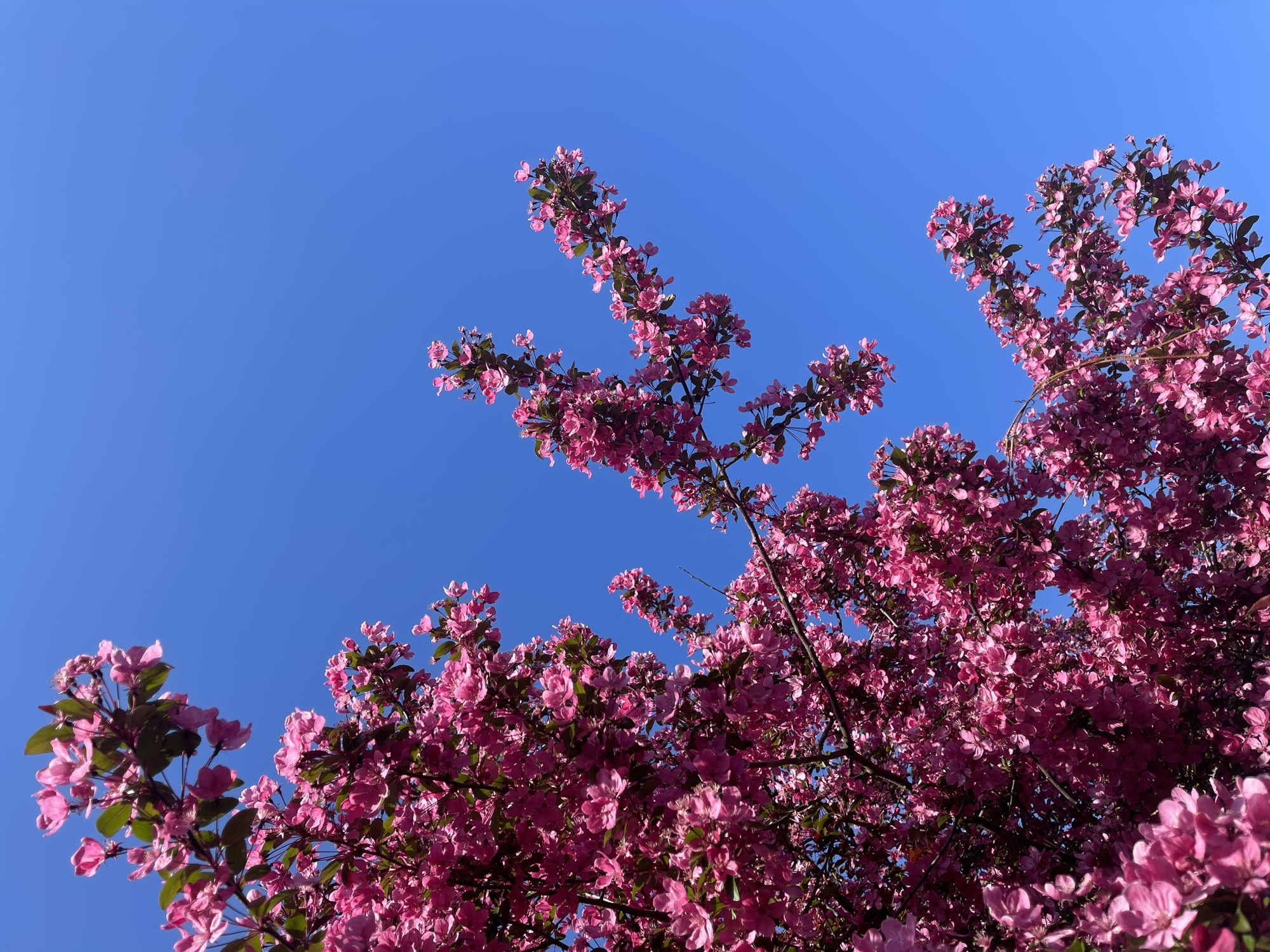 The image captures a vibrant overhead view of numerous pink flowers blooming on tree branches against a clear, intense blue sky. The primary subjects are the clusters of small, five-petaled pink blossoms, which densely cover dark, intertwining branches, predominantly occupying the right side and extending towards the upper left of the frame. Scattered green leaves are interspersed among the rich pink petals.
The scene depicts the natural event of a tree in full bloom, likely a flowering cherry or crabapple, characteristic of spring or early summer. The bright and even illumination suggests full sunshine, with no clouds visible in the deep blue sky, indicating fair weather. The angle of the light creates some subtle shadowing within the dense floral clusters, hinting at a time of day when the sun is not directly overhead, possibly morning or late afternoon, enhancing the depth of the blossoms.
There is no discernible human activity or event taking place, with the focus solely on the beauty of the flowering tree. No text is visible in the image. This tranquil natural scene is located in Maidstone, United Kingdom.