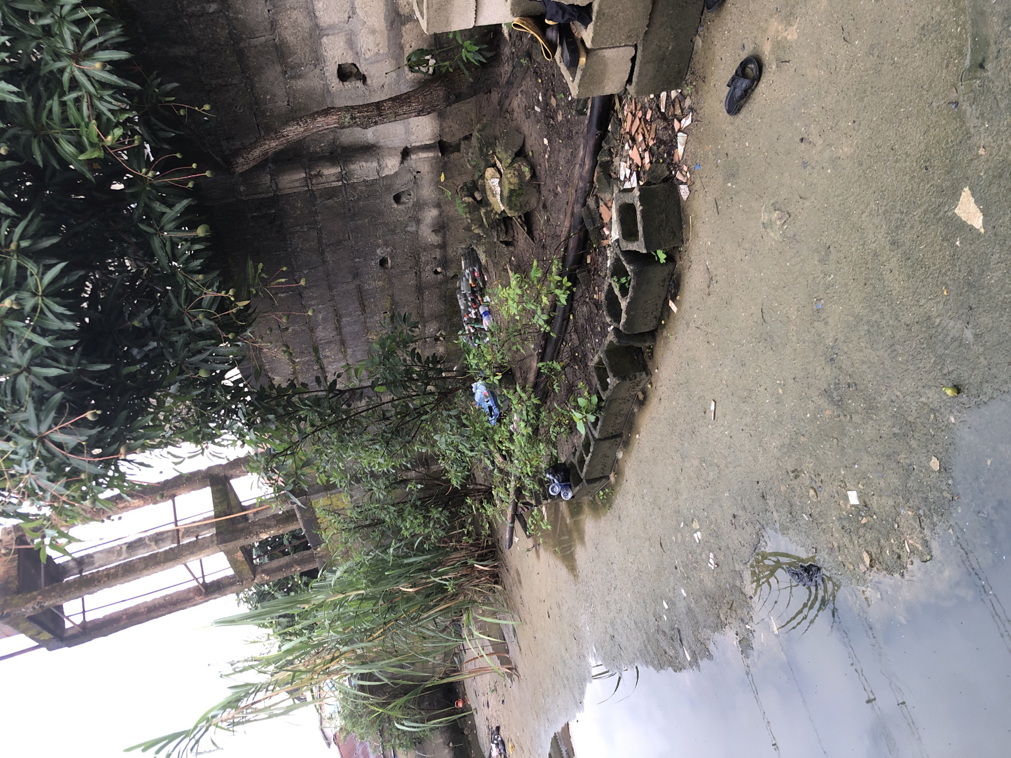 The image depicts an outdoor scene in Ajah, Nigeria, characterized by a dirty, muddy ground with some standing water. A wall constructed from grey concrete blocks forms the backdrop, showing signs of wear and tear, with visible holes. To the left of the wall, a tall concrete structure, possibly a water tank stand, is partially visible, showing rust and decay. Lush green vegetation, including tall reeds and a mango tree laden with small green fruits, grows alongside the wall. The ground is littered with various debris, including plastic bottles, broken bricks, and what appears to be trash. In the foreground, a single black sandal lies on the muddy ground. The overall environment suggests an unkempt urban or semi-urban area in Ajah, Nigeria, possibly near a residential or industrial zone, with a notable presence of both natural elements and human-generated waste.