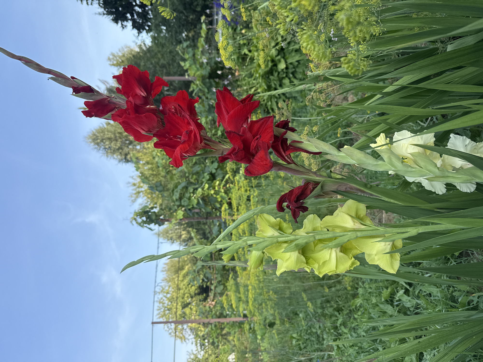 A close-up, eye-level, outdoor, vertical shot captures a cluster of gladiolus flowers in bloom. The dominant subjects are gladiolus spikes, one featuring vibrant red blooms, and another with pale yellow flowers. The red gladiolus is positioned on the right, with its flowers facing slightly away from the viewer, showcasing their ruffled petals. The yellow gladiolus is on the left, with its blooms more directly visible. Other gladiolus stalks, some with developing buds and faded flowers, are also present.
The flowers are set against a backdrop of lush green foliage and a clear blue sky with wispy white clouds. In the mid-ground, a wire fence is visible, behind which are trees and more vegetation. The overall setting appears to be a garden or naturalized area. There are no people or animals in the image. The lighting suggests it is daytime, likely late afternoon or early evening due to the soft quality of the light. The image is a still photograph, with no discernible action or interaction taking place. The focus is sharp on the gladiolus flowers, with the background softly blurred. The location is identified as being in Mahilyow, Belarus.
