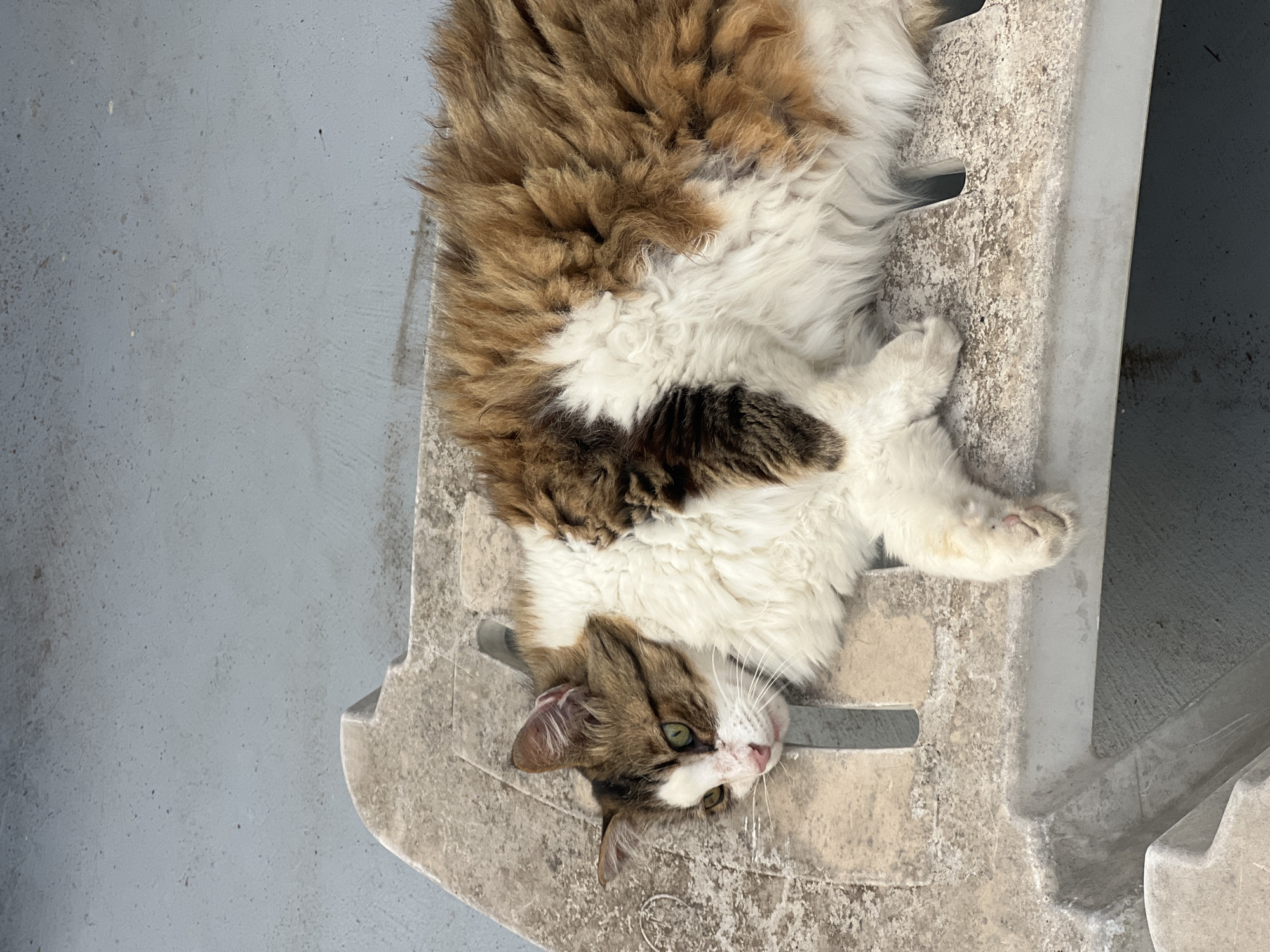 In Fontanka, Ukraine, a long-haired calico cat with green eyes lies on a weathered, beige plastic surface, likely a chair or bench. The cat is facing left, with its head resting on the surface. Its fur is a mix of white, brown, and black patches. The background consists of a grey, textured surface, possibly concrete or asphalt. The overall scene appears to be outdoors, with a muted, overcast lighting.
