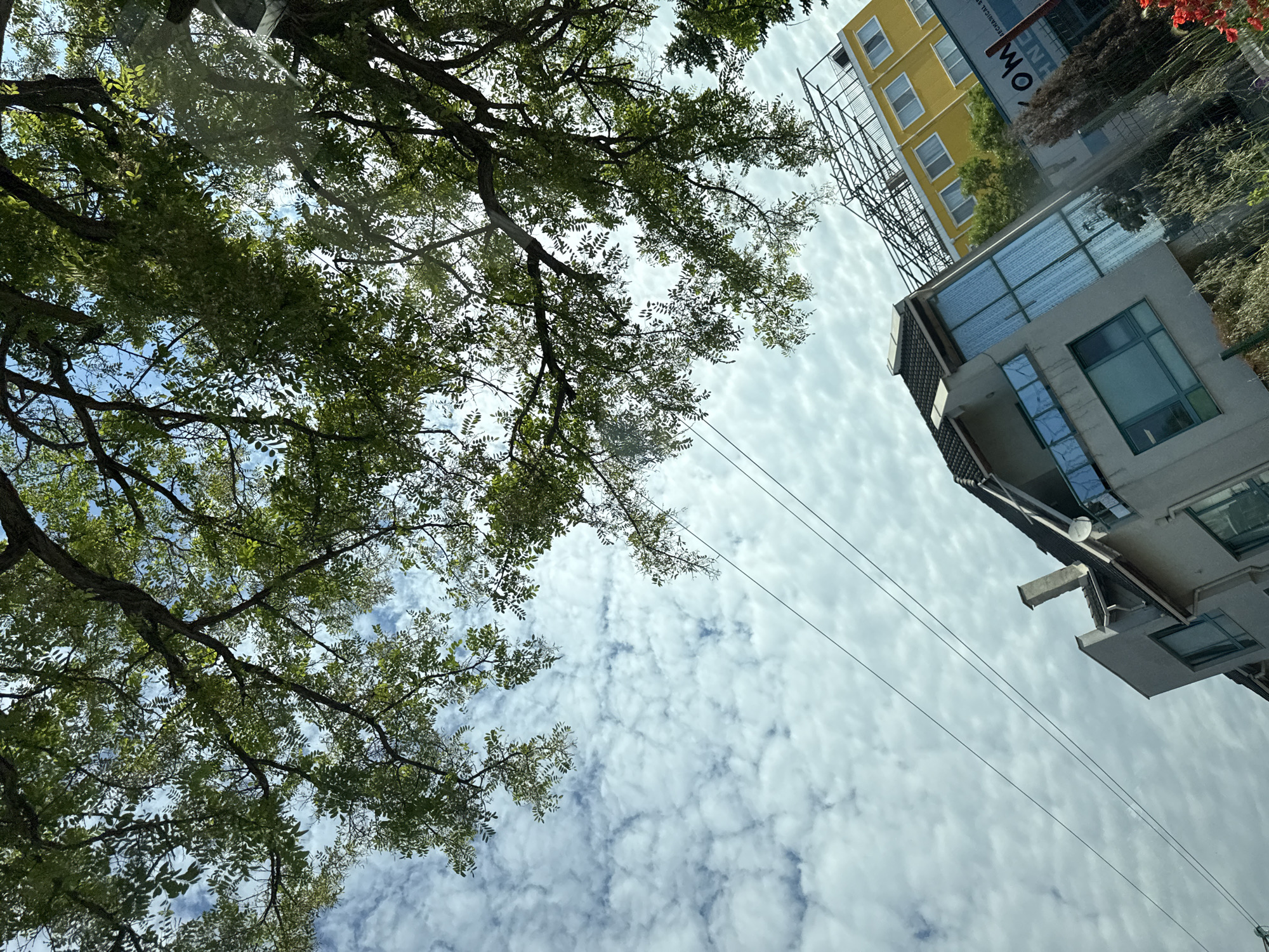 The image is a low-angle shot looking upwards towards a cloudy sky, with the canopy of a large tree dominating the upper half. The branches and green leaves of the tree are in focus, with the dappled sunlight filtering through. Below the tree, in the middle ground, are several buildings. On the left is a light-colored building with a modern design, featuring large windows and balconies. To the right of this building is a brightly colored yellow building, appearing to be a commercial or office space. Partially visible between these buildings is a sign with blue and white lettering, including the word "kom" and "CHINE". The overall environment appears to be urban, possibly a street view in the city of Varna, Bulgaria, given the architectural styles and the presence of electrical wires stretching across the sky. There are no people visible in the image.