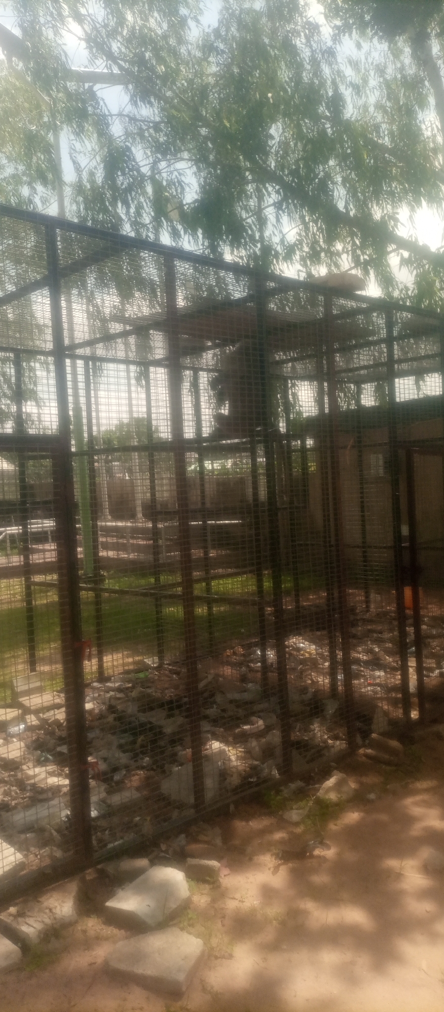 A large, caged enclosure, likely at a zoo or wildlife sanctuary in Kuson, Nigeria, contains an animal that appears to be a chimpanzee. The enclosure is constructed with metal bars and mesh, forming a robust structure that encloses a significant area. Inside the enclosure, the ground is covered with debris, including what appears to be straw, leaves, and possibly some discarded items. A few scattered rocks and concrete slabs are also visible within the enclosure.
Outside the enclosure, the environment is characterized by natural elements. Lush green trees with dense foliage dominate the upper portion of the image, suggesting a location with ample vegetation. The sky is visible through the branches, appearing bright and possibly overcast. The ground outside the enclosure consists of dry, sandy soil with patches of green grass, indicating a dry or semi-arid climate. Sunlight filters through the trees, casting dappled shadows on the ground, further contributing to the natural outdoor setting. The overall impression is one of a functional enclosure designed to house an animal in a setting that attempts to replicate its natural habitat.