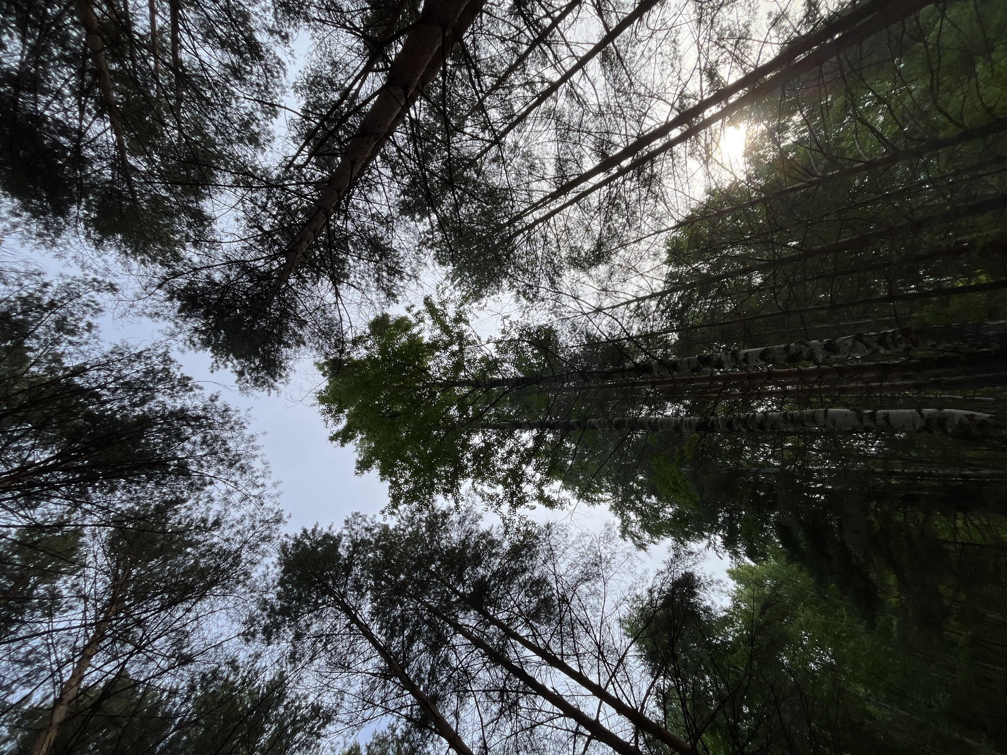 The image shows a view looking upwards into a forest canopy. The trees are tall and slender, with branches reaching towards a sky that is partly obscured by the foliage. Some trees have dense green leaves, while others appear more sparse, with bare branches visible against the sky. The sunlight is filtering through the leaves, creating bright spots in the sky. There is no indication of a specific location or people in the image. No objects are clearly identifiable beyond the trees and the sky. No actions or interactions are shown.