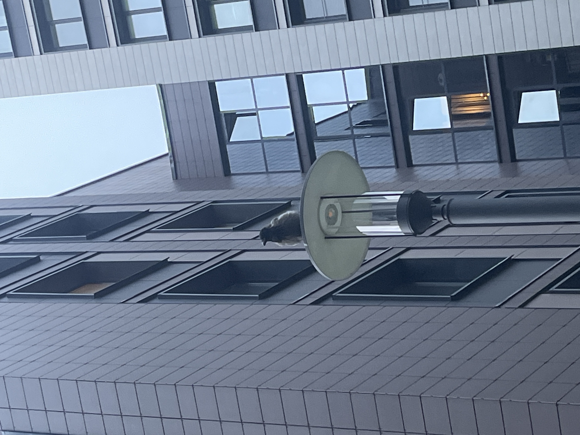 A low-angle shot depicts a multi-story building with repeating window patterns in Saint Petersburg, Russia. A street light fixture, consisting of a round, opaque reflector and a cylindrical transparent lamp housing, extends from the building's facade. A bird perches on the reflector.
