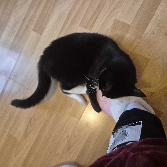 An indoor scene depicts a black and white cat interacting with a human's foot on a wooden floor. The image provides no visual cues to confirm a specific location within Strasbourg, France.
A tuxedo cat, predominantly black with white fur on its chest, belly, and paws, lies on its left side on a light brown plank-wood floor. Its head is oriented towards the left, positioned adjacent to a human's foot. The cat's white whiskers are prominent against its dark fur. Its tail is curved upwards and to the left of its body.
The human's left leg or foot is visible in the lower-left quadrant of the frame. It is covered by a dark red, possibly fleece, garment, and a white sock or slipper with a black graphic design, resembling an anime or manga character, is worn on the foot.
Between the cat's head/paws and the human foot is a soft, light pink object, possibly a toy or part of a slipper, exhibiting faint lighter-colored embroidered details. The cat's head appears to be resting on or near this pink object, with its nose close to the human's foot/slipper. The interaction appears passive or gentle. The floor planks are uniformly light brown, running diagonally upwards from left to right.