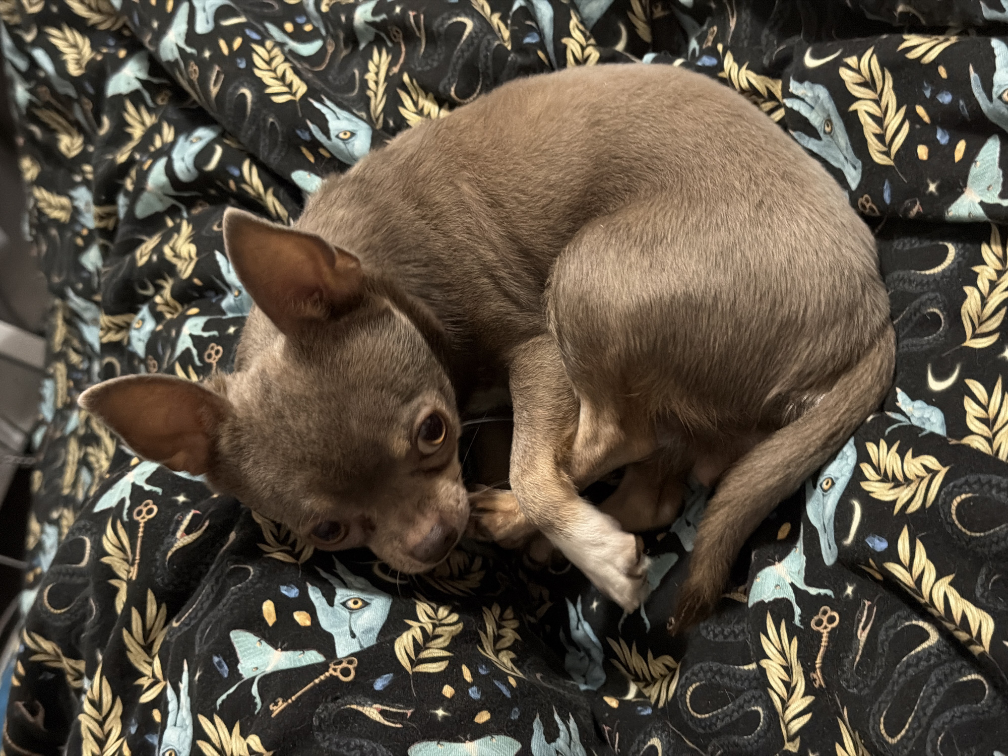 A brown Chihuahua is curled up on a dark blanket with a mystical pattern of keys, snakes, and figures with teary eyes. The location is not evident from the visual information provided.