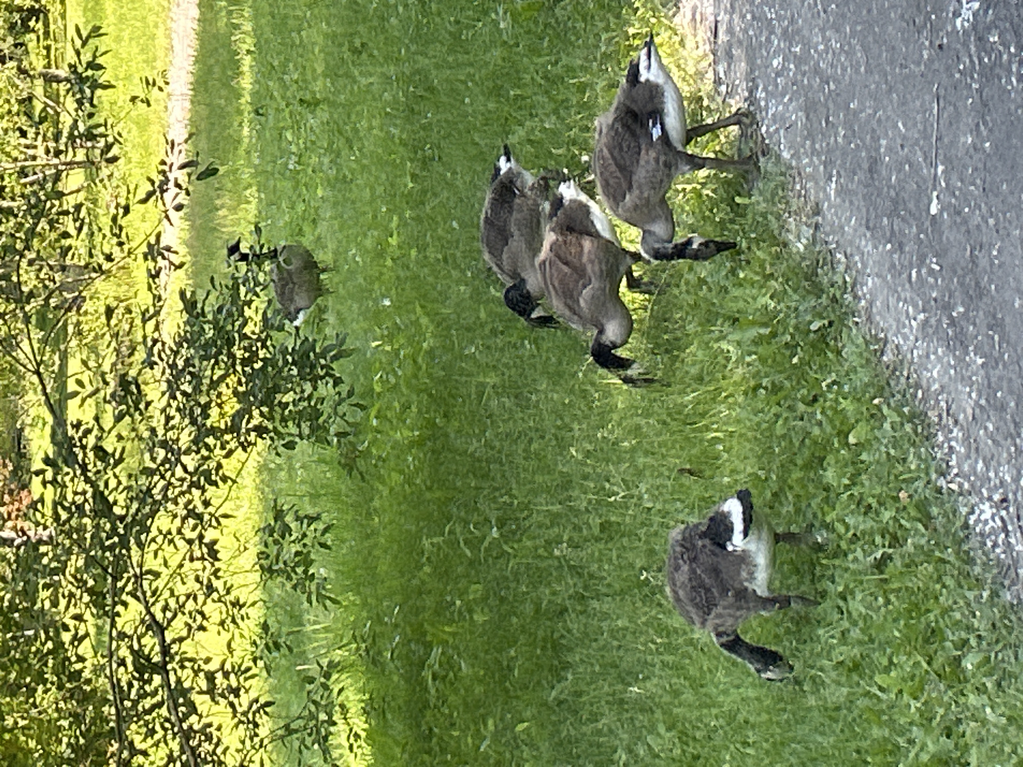 The image shows a group of Canada geese on a grassy area next to a paved path, possibly in a park or along a roadside in Montreal, Canada. The geese, identified by their black necks, white chin straps, and brown bodies, appear to be foraging or walking. Some of the geese are facing away from the camera, while others are looking down at the grass. One goose is on the paved path, while the others are on the grass. The scene is illuminated by bright daylight, suggesting it is daytime. The foliage suggests a warm season, likely spring or summer. There are no people or other objects clearly visible in the image, apart from the geese and their surroundings. The image captures a natural, outdoor scene.