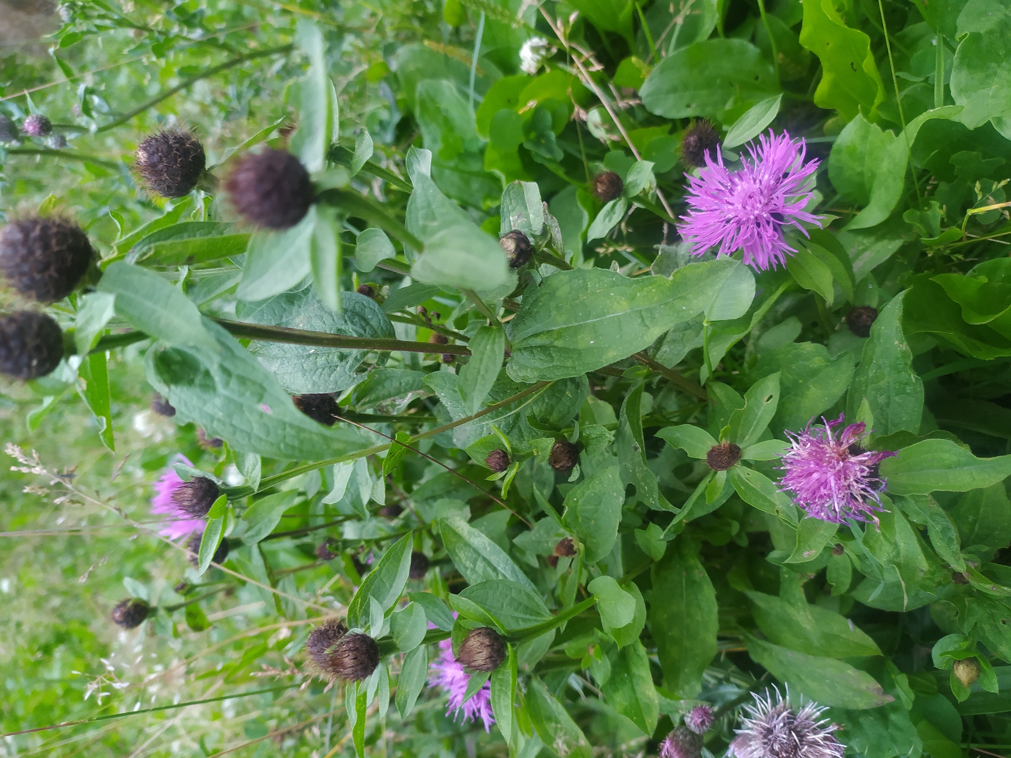 This is a close-up, eye-level, outdoor photograph of a patch of wild vegetation, likely in or near Hoverla, Ukraine. The primary subjects are several blooming purple thistle-like flowers and numerous unopened dark brown flower buds. The plants have large, green leaves and are growing in a dense, natural environment. The background is a blurred mix of green foliage and some lighter-colored grasses or flowers, suggesting a meadow or woodland edge. There are no people or animals visible in the image. The lighting appears to be natural daylight, with some dappled light filtering through the leaves. The overall impression is one of a wild, untamed natural scene.