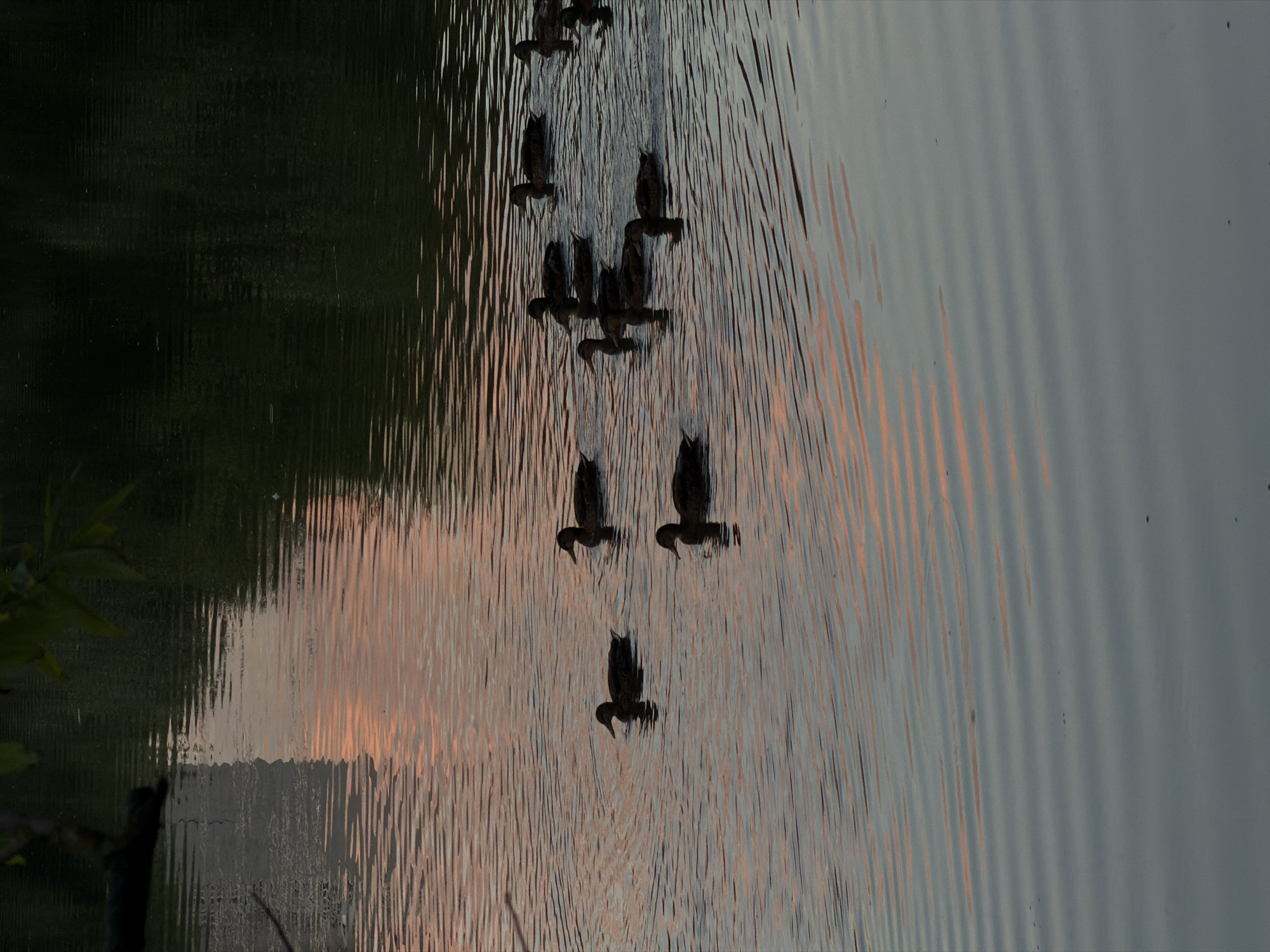 A flock of mallard ducks swims on a calm body of water. The water reflects the pinkish hues of a sunset and the dark green of trees on the far bank. A tree branch is visible in the upper left corner. The scene appears to be set in a park or natural area, possibly in Moscow, Russia, given the presence of ducks and the tranquil, verdant environment typical of such locations.