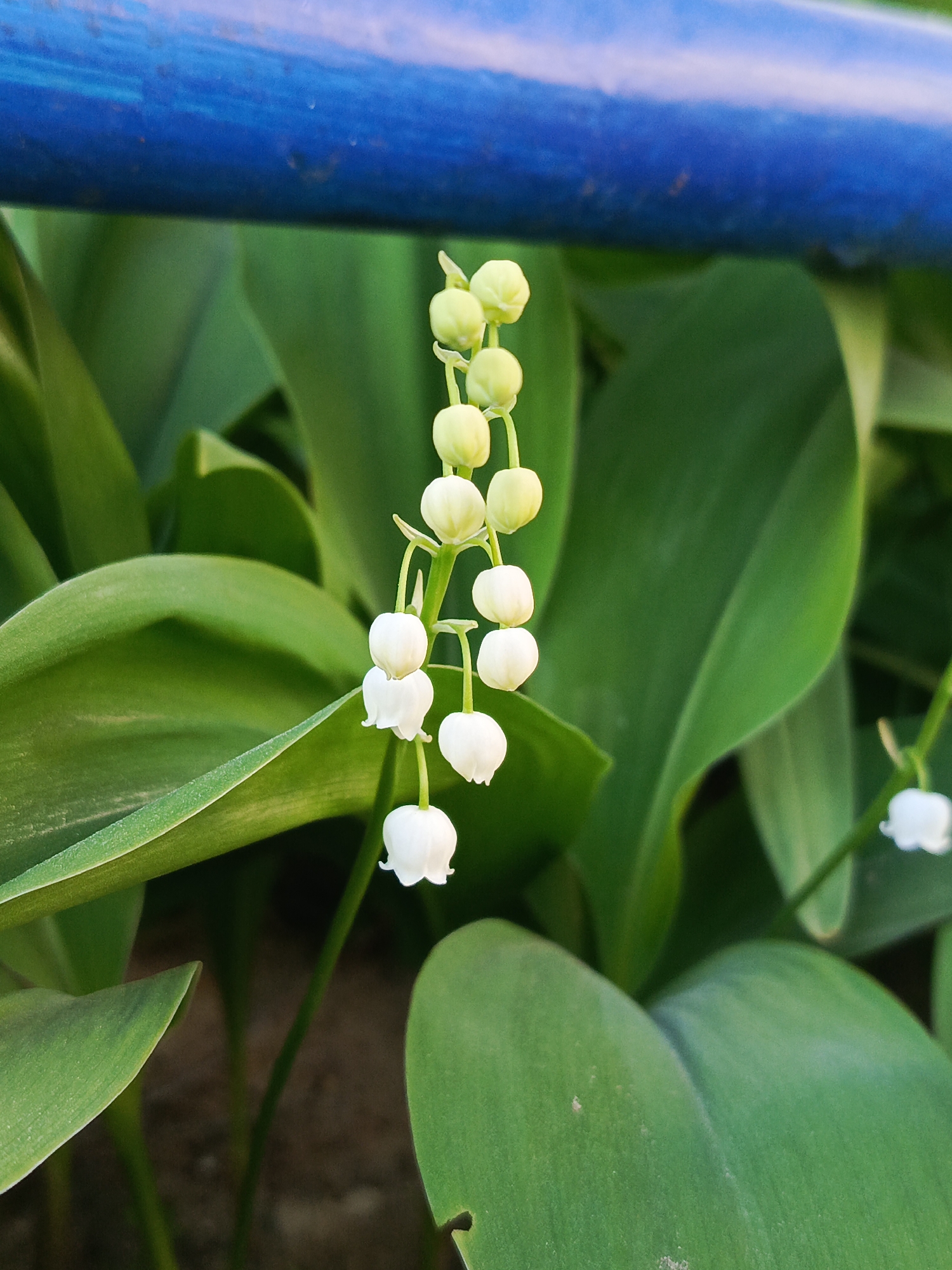 A close-up shows a cluster of Lily of the Valley flowers, with white, bell-shaped blooms hanging from a central stem. Above the flowers, unopened buds transition from green to yellowish-white. The flowers are surrounded by broad, green leaves with a smooth texture. A blurred blue bar is visible in the upper portion of the image. The setting is consistent with an outdoor environment, likely in a garden or natural area within the city of Chaikovsky, Russia.