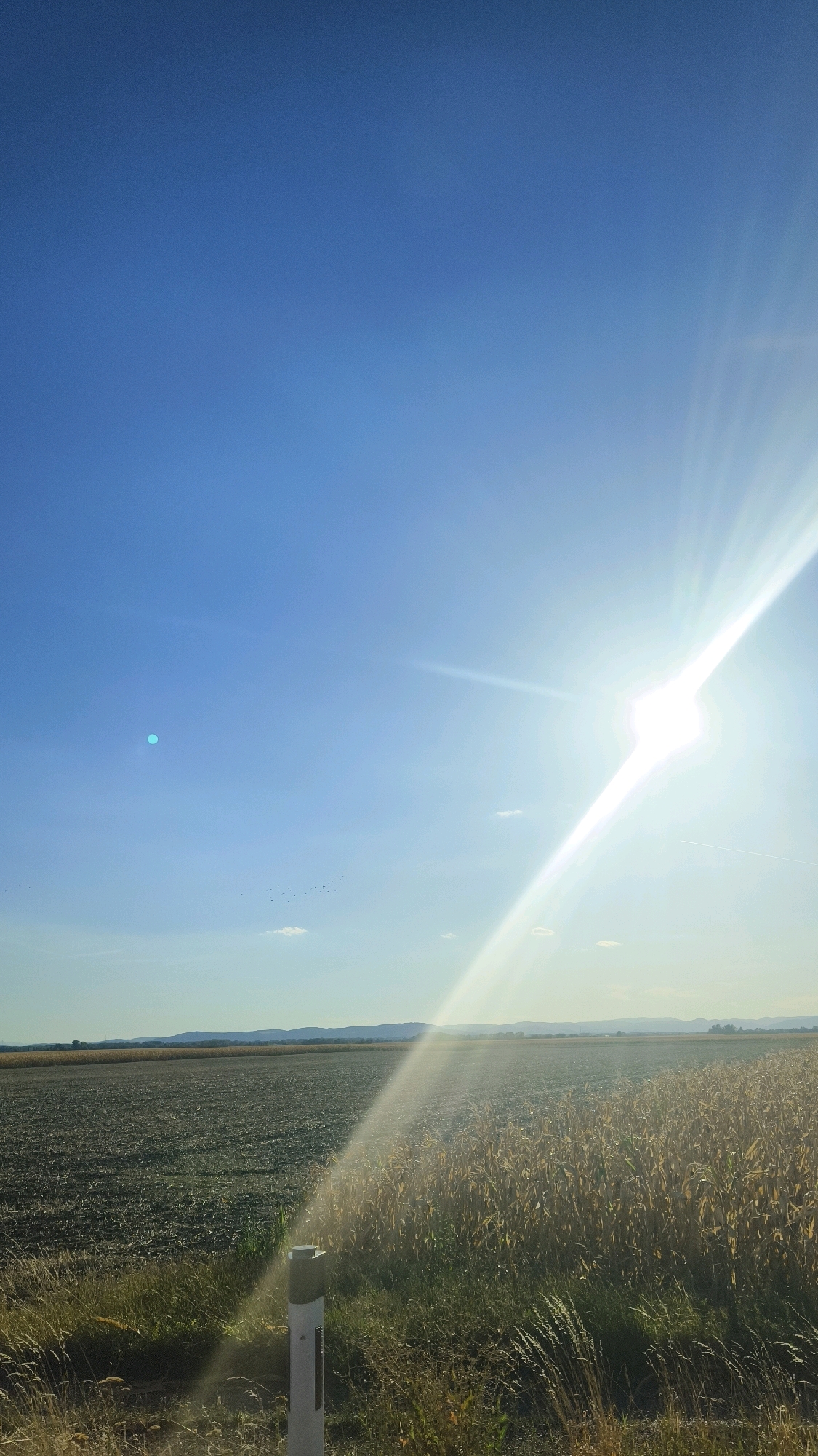 The image depicts a sun-drenched rural landscape with a clear blue sky and a bright sun shining from the upper right, casting strong rays across the scene. In the foreground, there is a road marker post and dry grass. Beyond the immediate roadside, there are two agricultural fields; the field on the left appears to be recently plowed or planted, while the field on the right is filled with mature corn stalks. In the distance, a range of hills or mountains forms the horizon, under a slightly hazy sky. A flock of small birds is visible in the sky to the left of center. The lighting suggests it is either early morning or late afternoon. The provided context specifies the location as Kollersdorf, Austria.