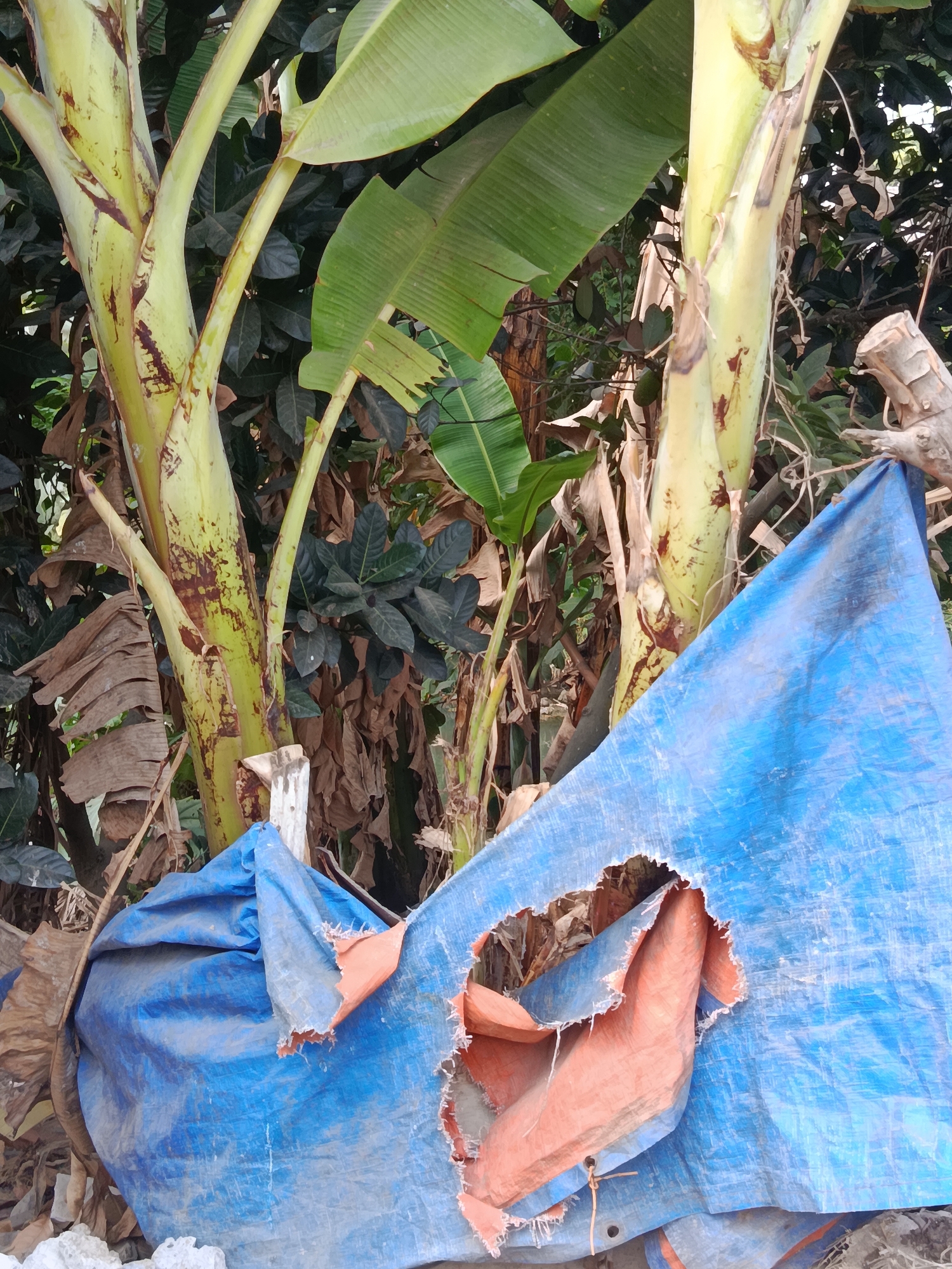 The image depicts a close-up view of several banana trees, characterized by their thick, green, and yellow pseudostems, some bearing brown markings. Large, vibrant green banana leaves are visible, some appearing slightly tattered. In the foreground, a large, torn blue tarp is draped, revealing an orange material underneath through a significant rip. The tarp is wrinkled and appears to be covering something or acting as a shelter. The background consists of dense foliage, including more banana leaves and other dark green plants, suggesting an outdoor, possibly overgrown, environment. The scene appears to be located in Wanasari, Indonesia, as indicated by the context. There are no people visible in the image. The overall impression is one of natural growth intertwined with remnants of human activity or temporary structures.