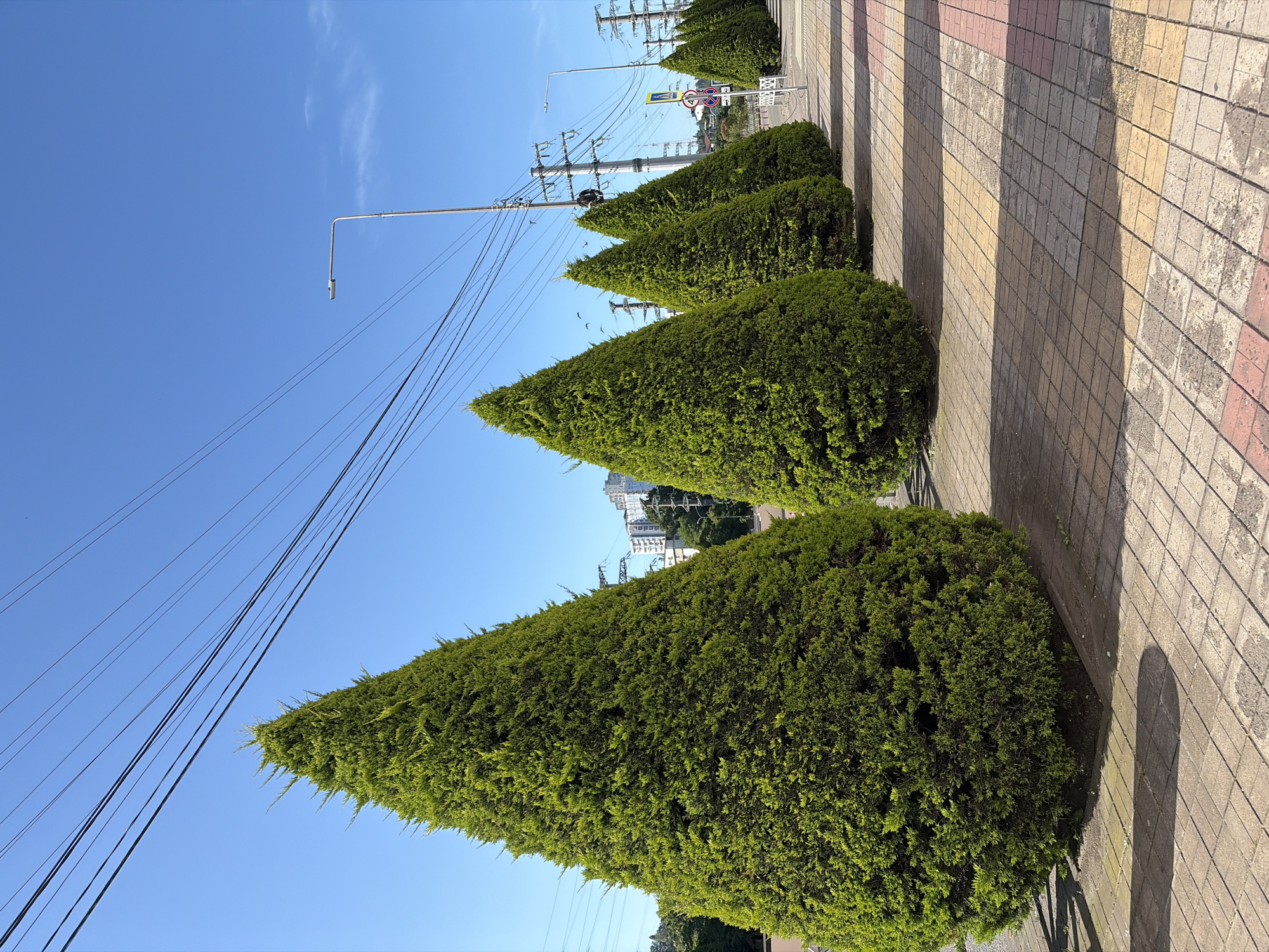 The image presents a bright, sunny street scene in Sochi, Russia. The foreground features a row of uniformly shaped, conical evergreen bushes, possibly cypress, meticulously trimmed and lining a pedestrian pathway. This pathway is paved with square tiles in a striped pattern of pink, yellow, and grey, upon which long, distinct shadows are cast, suggesting either morning or late afternoon sunlight.
Above the urban greenery, a clear, vibrant blue sky dominates, with a few faint wisps of clouds. Multiple utility poles are visible, supporting numerous black electrical wires that crisscross the sky. A modern-style lamppost extends into the blue from the left side of the frame. In the mid-distance, beyond the bushes and utility infrastructure, several multi-story white buildings with balconies can be seen, indicating an urban setting. Partially visible in the background are a couple of road signs, including a yellow diamond-shaped sign, but any text or symbols on them are too indistinct to read. No people or specific activities are taking place, contributing to a calm and ordered atmosphere.