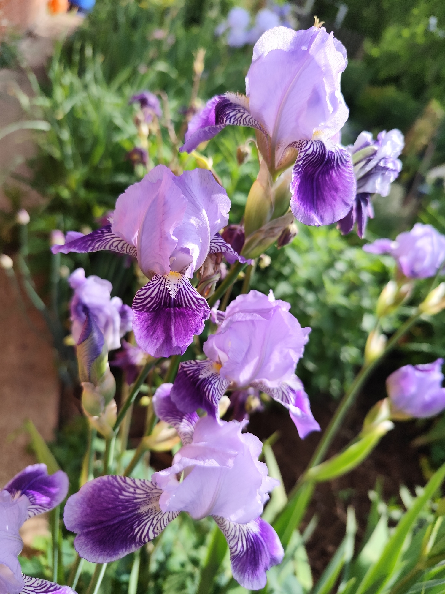 The image shows a cluster of light purple and dark purple irises in a garden setting. The irises are in various stages of bloom, with some fully open and others still budding. The background consists of greenery, including grass and other plants, suggesting a garden or natural setting. The location in Фоки, Russia, is not determinable from the image.