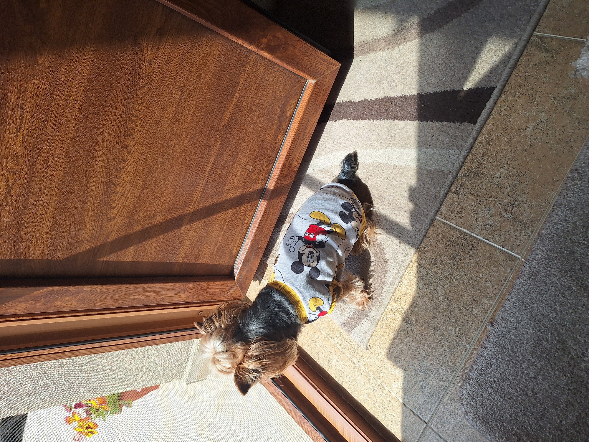 A small Yorkshire Terrier dog, adorned in a gray and yellow shirt featuring Mickey Mouse characters, stands at a sunlit doorway. The dog has distinctive brown and black fur with lighter, almost blonde, highlights around its face and ears, and is looking outward. To the left, a robust reddish-brown wooden door, showcasing intricate wood grain, is partly open. Strong diagonal shadows from the door frame stretch across the floor, illuminated by bright sunlight.
On the right side of the image, a light-colored carpet or rug with distinct brown striped patterns covers a portion of the floor. Adjacent to the door frame and extending beyond the threshold are light brown floor tiles. A glimpse beneath the door shows what appears to be a mesh screen and a potted plant with colorful flowers outside. The presence of sharp shadows and bright illumination suggests it is daytime, likely morning or late afternoon, under clear, sunny weather. The dog appears to be poised, perhaps waiting to go outside or observing something in the exterior environment. This domestic scene is set in Montana, Bulgaria.