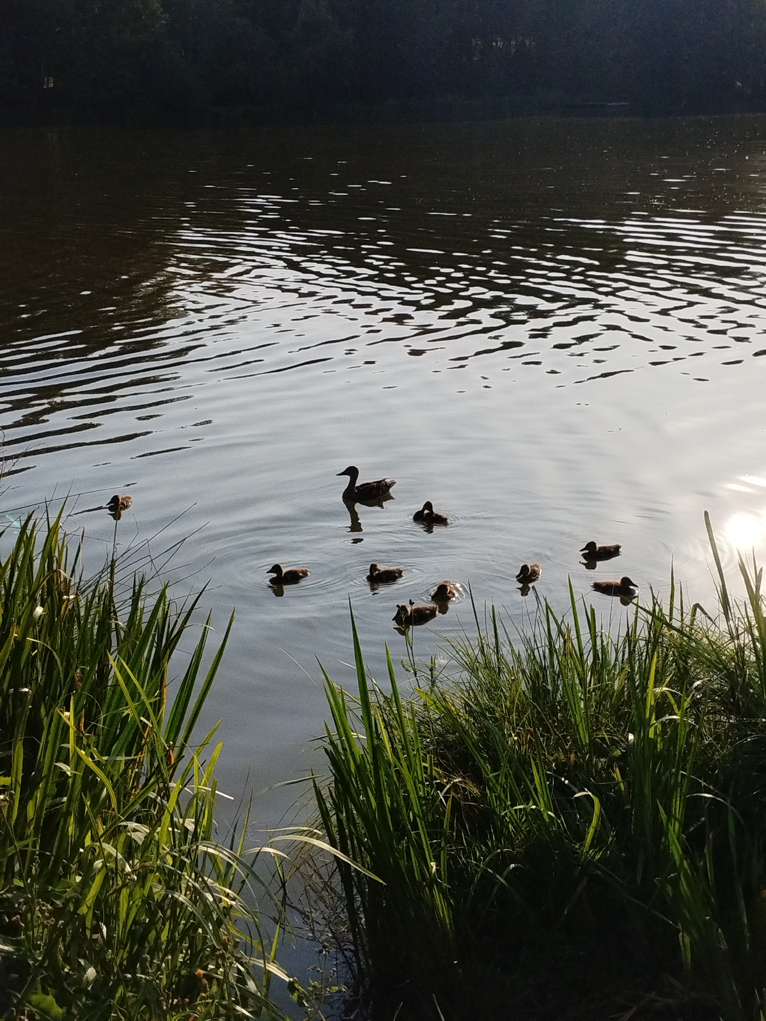 The image depicts a serene natural scene at a body of water, likely a lake or river, surrounded by lush vegetation. Several ducks, including adult mallards and ducklings, are swimming and floating on the calm water's surface. The water is slightly rippled, reflecting the bright sunlight and the dark treeline in the background. Green reeds and tall grasses line the foreground, creating a natural border between the viewer and the water. The overall ambiance is one of tranquility and natural beauty, suggesting a peaceful outdoor setting in the Навадворскі сельскі Савет region of Belarus.