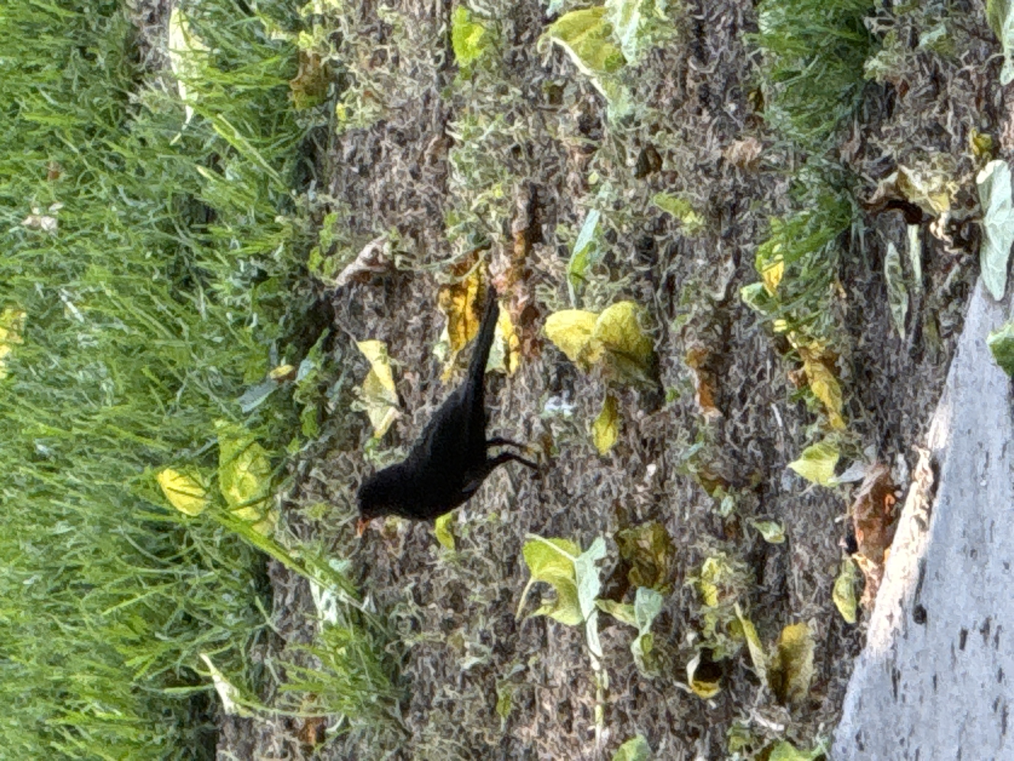 The image displays an outdoor scene, rotated approximately 90 degrees counter-clockwise, featuring a black bird on textured ground. The bird, likely a Common Blackbird due to its solid black plumage and visible reddish-orange beak, is positioned towards the center-right of the frame. Its head is lowered, with its beak pointing towards the ground, indicating it is foraging or pecking for food.
The ground exhibits a clear distinction in vegetation. The left side of the image is covered in dense, vibrant green, fine-bladed grass or similar low-lying groundcover. This contrasts with the central and right portions of the ground, which are characterized by a mix of dry, brownish-gray organic matter, possibly dead leaves and moss, interspersed with patches of light green and yellowish-green foliage. Several individual, larger light green and yellow leaves are scattered across this area.
Along the far right edge, a portion of a light gray concrete or stone border is visible, adding an artificial element to the natural setting. The scene is illuminated by natural daylight, casting subtle shadows and highlighting the various textures of the ground and foliage. There is no visible text within the image. The overall impression is a quiet moment in a natural or semi-natural environment, possibly a garden or park, captured during daytime.