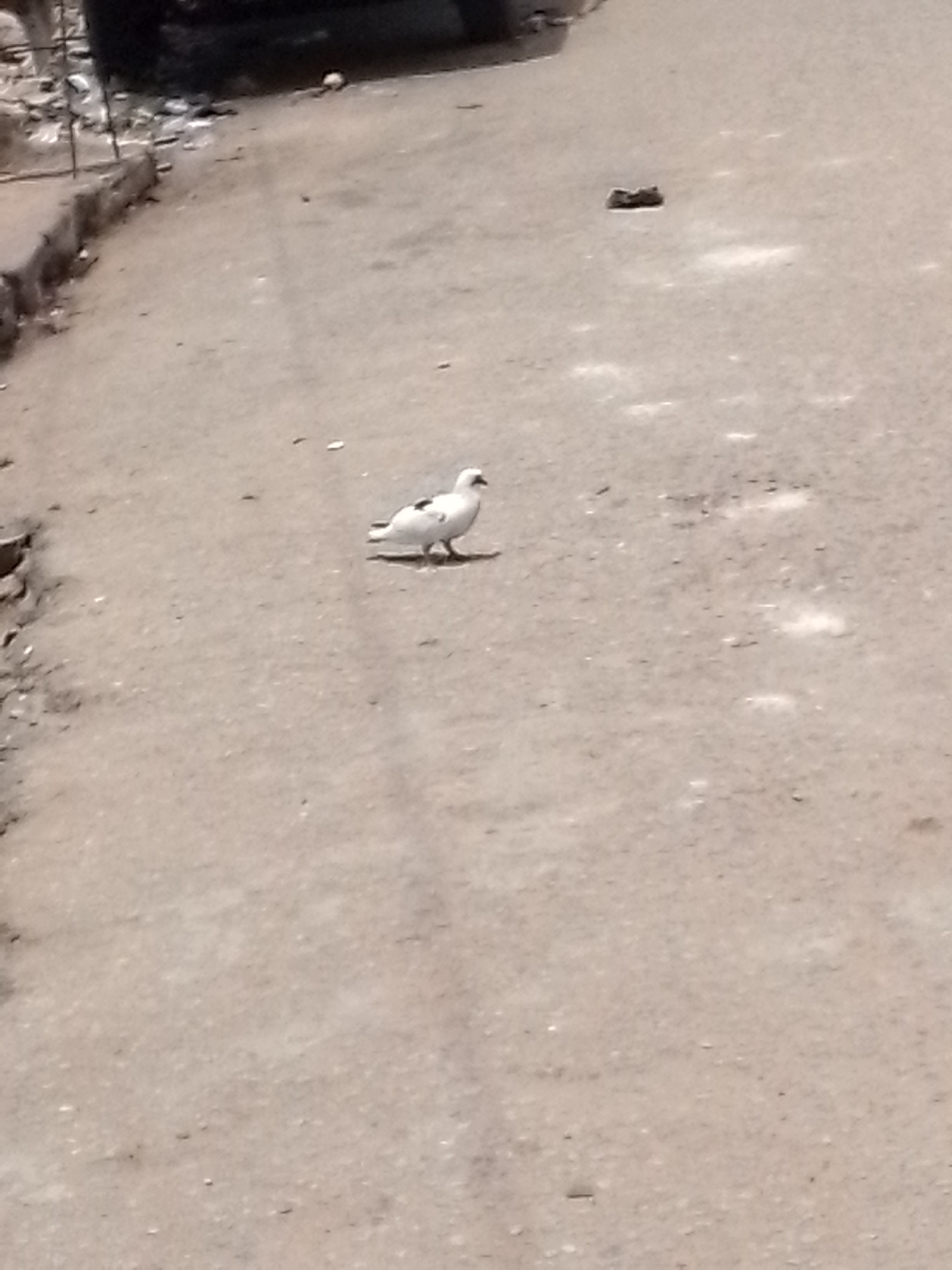 A white pigeon with a small black marking on its back stands on a dusty street in Onitsha, Nigeria. The street appears to be paved but heavily worn. The edge of a curb or sidewalk and debris are visible on the left side.