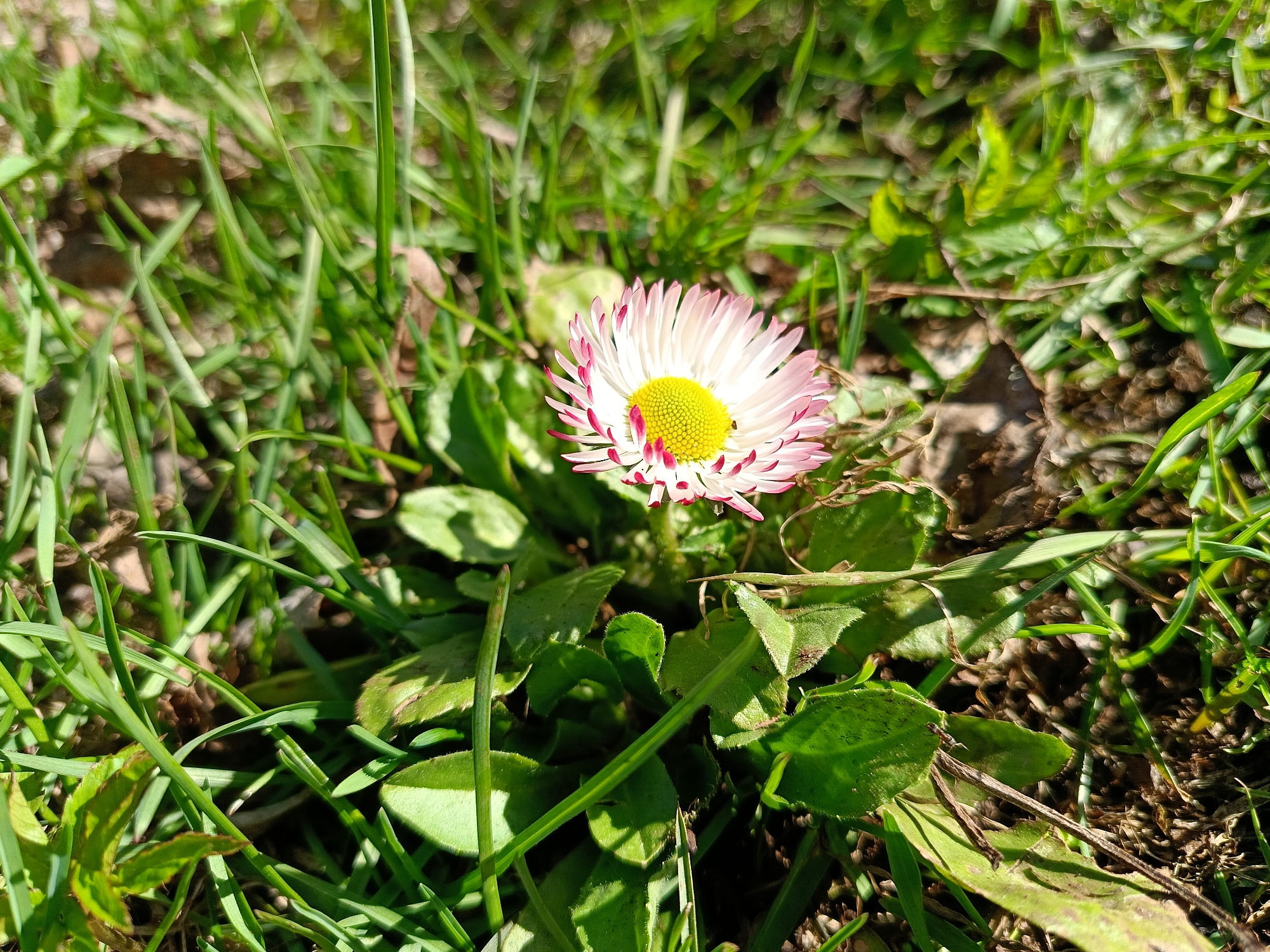 The image shows a single daisy flower growing amongst grass and other low-lying green plants. The daisy has white petals with pink tips, surrounding a yellow central disk. The surrounding vegetation appears to be typical lawn grass mixed with broadleaf plants. The ground shows a mixture of soil and decaying organic matter. The location and existence of Chaikovsky, Russia cannot be determined from this image. No people, actions, or interactions are evident.