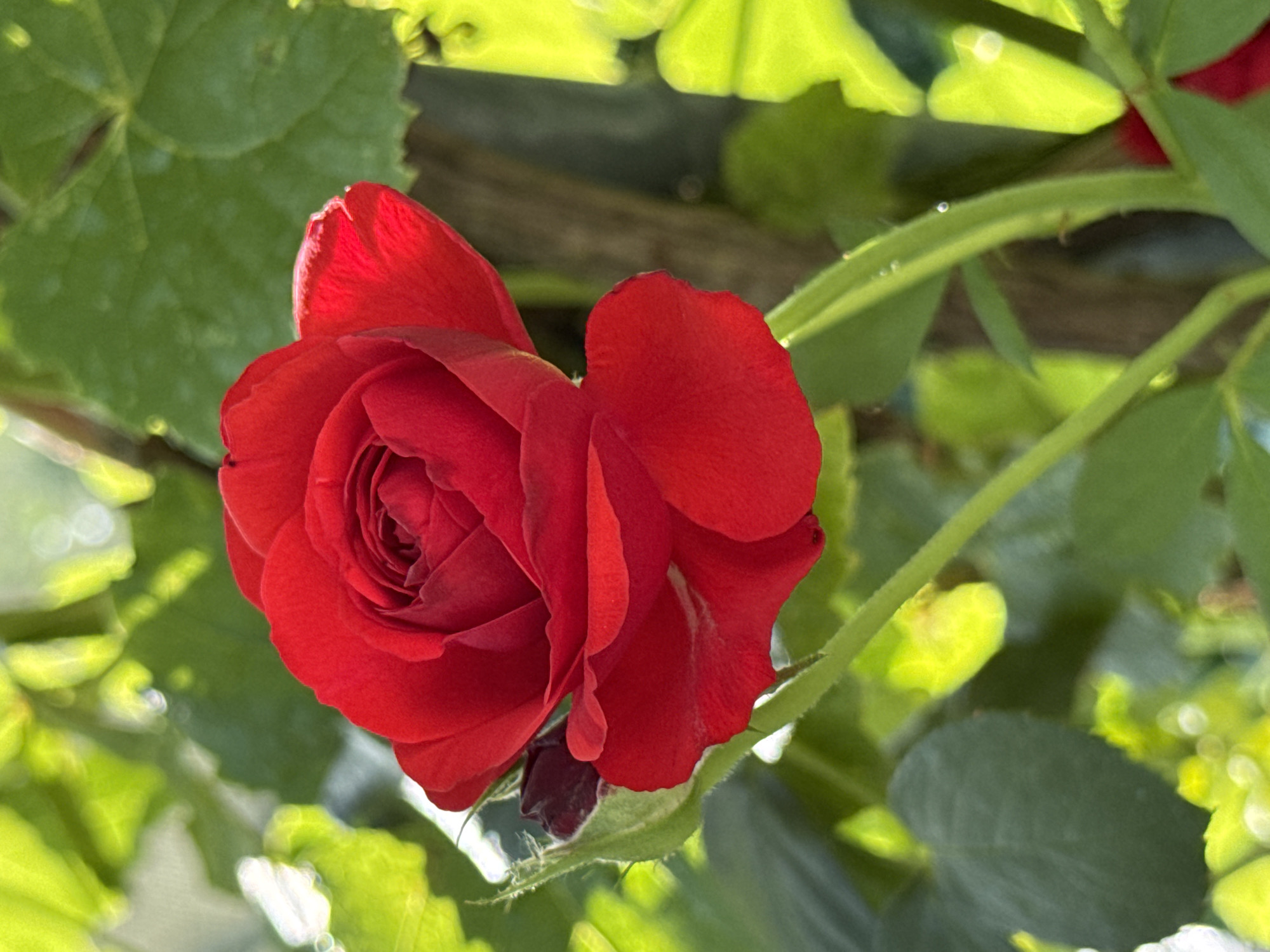 A close-up, vertically oriented shot showcases a vibrant red rose in full bloom, its petals unfurling in intricate layers. A small, dark red bud is visible to the left of the main flower, nestled against a green stem that extends downwards. The rose is surrounded by lush green foliage, some of which is backlit by sunlight, creating a bright, almost luminous effect. The background is softly blurred, with hints of brown from a vertical structure, possibly a fence or a tree trunk. The image appears to be taken outdoors in a garden setting. There are no people or animals visible in the scene. The scene is entirely natural, with no artificial elements apart from the camera itself. The overall impression is one of natural beauty and vibrant color. This image does not contain information about a specific location in Basel, Switzerland.