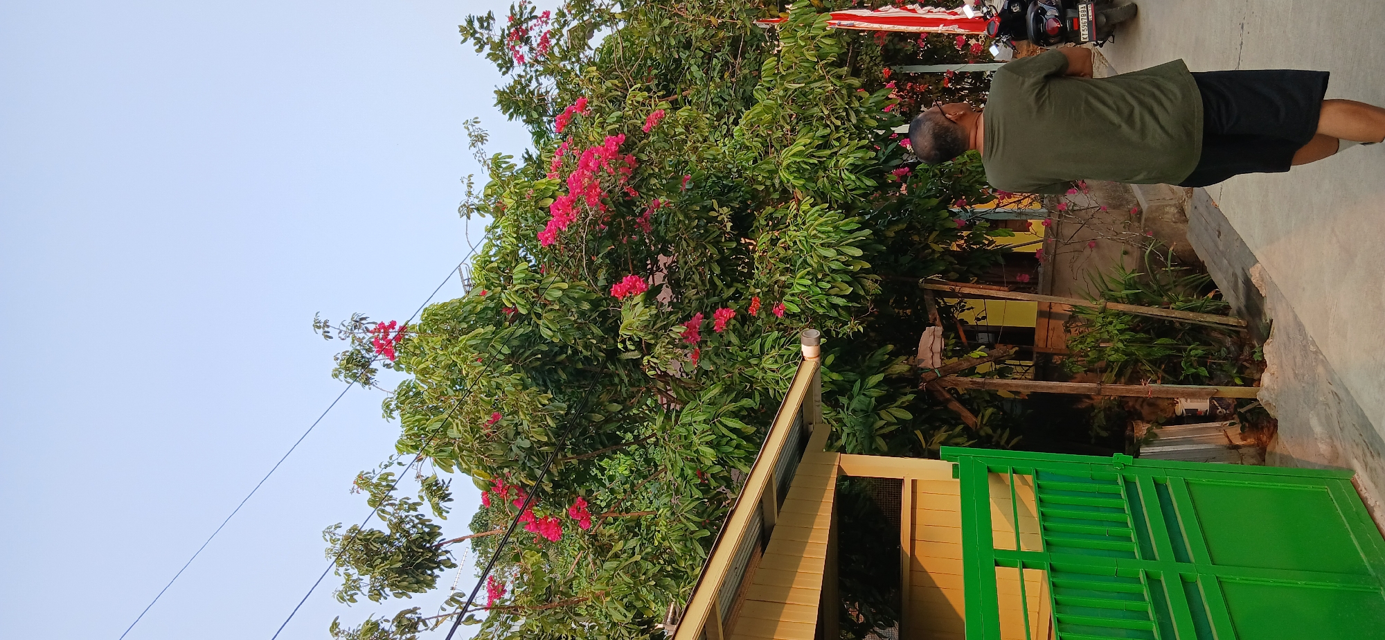 The image captures a street scene in Samarinda, Indonesia. In the foreground, a person is walking away from the camera, wearing a green t-shirt and black shorts. To the left, a yellow building with a green gate is visible, partially obscured by a lush tree bearing pink flowers. A motorcycle is parked to the right, with a red and white flag attached to its rear. The sky is clear and pale, suggesting it is either early morning or late afternoon. The overall impression is of a quiet residential street.