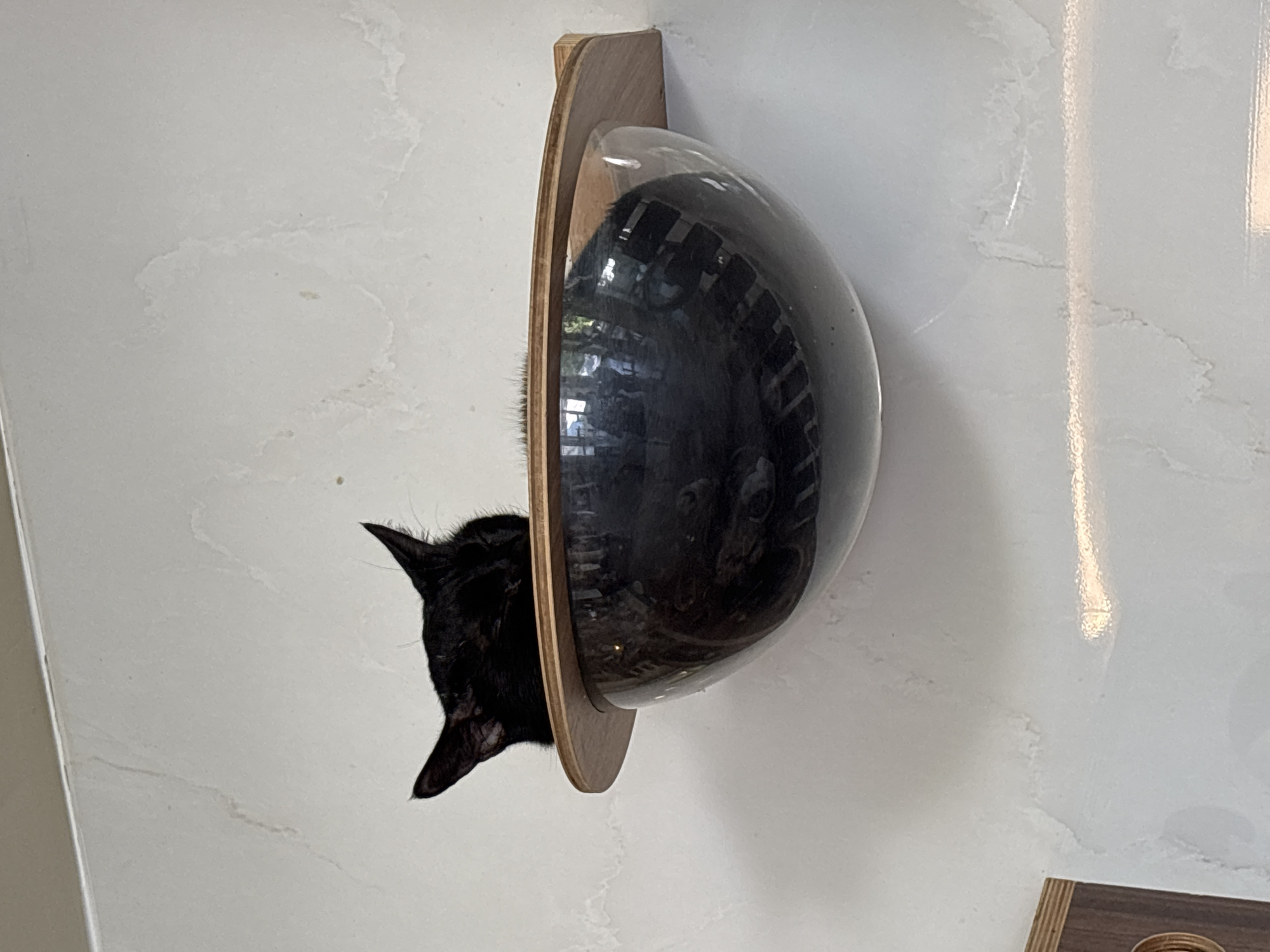 A black cat is resting inside a clear, dome-shaped cat bed that is mounted on a white wall. The dome is attached to a curved, light brown wooden backboard. The cat's head and ears are visible, protruding slightly from the opening of the dome. The wall has a textured, slightly mottled appearance. Based on the style of the cat bed and the wall finish, the location is likely a modern home interior. There is no evidence to determine the location as Đà Nẵng, Vietnam.