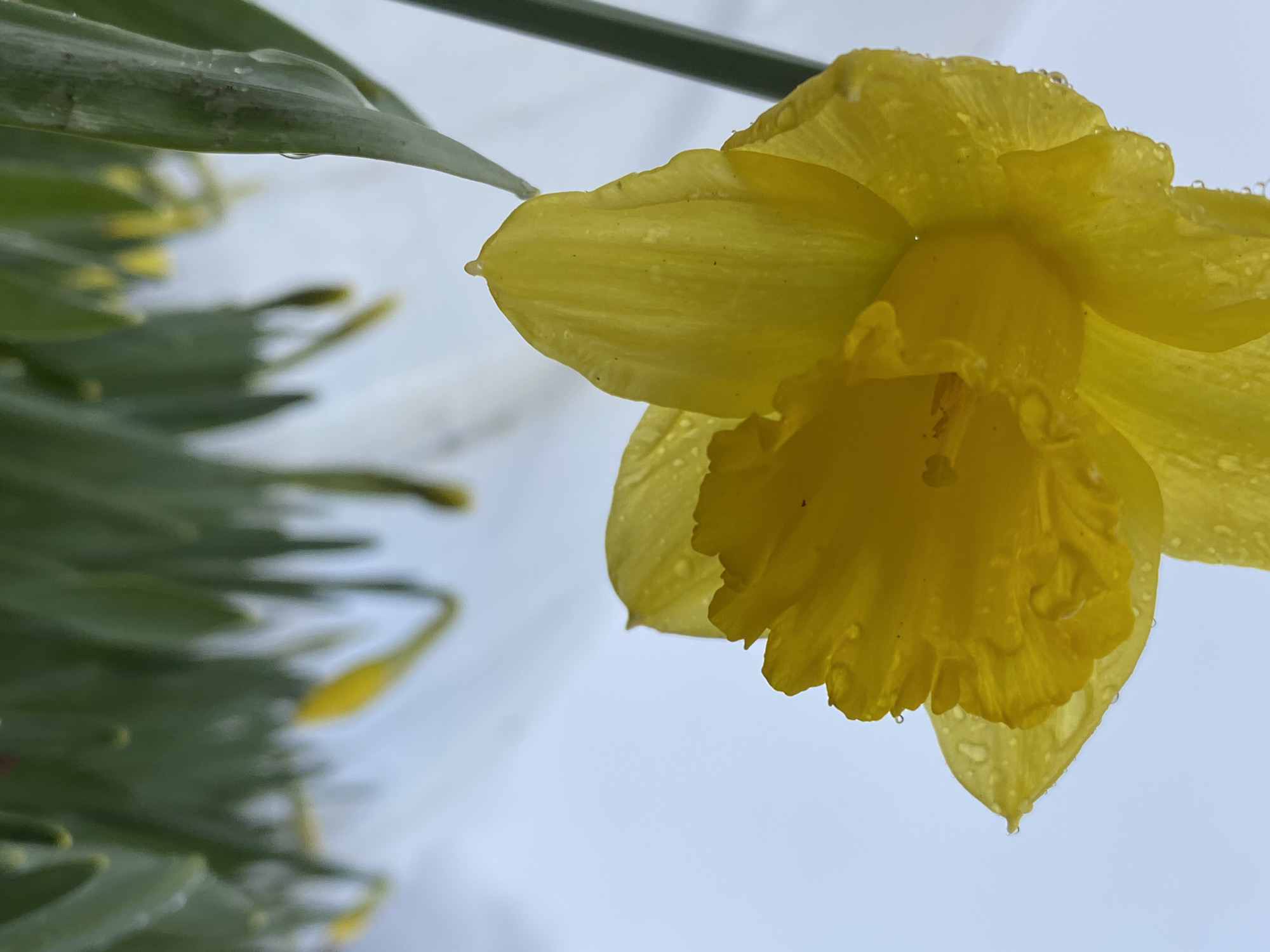 A close-up shot of a yellow daffodil with water droplets on its petals. The flower is slightly tilted to the right of the frame. Green leaves are visible in the blurred background. The backdrop appears to be a cloudy or overcast sky. There is no evidence to suggest that the picture was taken in Фоки, Russia.