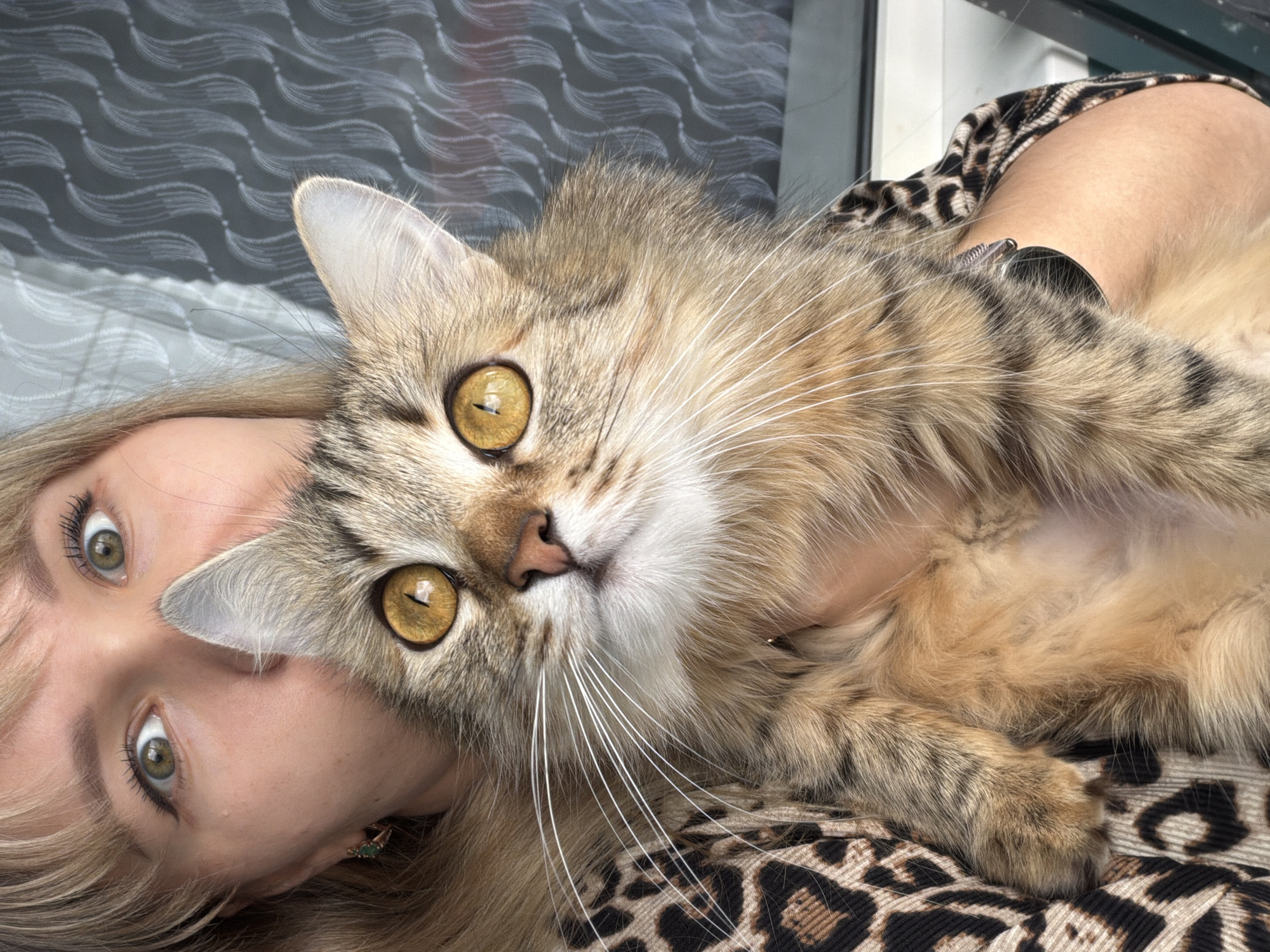 A close-up, eye-level shot features a person and a cat lying together, possibly indoors. The image is taken at an angle, with both subjects looking towards the camera.
The primary subjects are a long-haired, tabby-striped cat and a person, likely a woman, whose face is visible on the left side of the frame. The cat has striking golden-yellow eyes with narrow vertical pupils, a pink nose, and prominent white whiskers. Its fur is a mix of light brown, beige, and darker tabby stripes. The cat appears to be nestled close to the person's face and shoulder, with its body partially obscuring the person's arm.
The visible portion of the person's face shows light skin, long blonde hair, and wide, light green eyes with visible mascara. An earring is visible on the lower part of the right ear. Part of the person's left arm is visible beneath the cat, wearing what appears to be a dark watch or bracelet. The person is wearing a top with a distinct black and brown leopard print, which is also visible on the right side of the frame.
In the background, there's a patterned surface, possibly a curtain or blinds, featuring wavy, parallel white lines against a grey background. To the right of this, a plain white or light-colored surface is visible, possibly a window frame or wall. The lighting is bright and natural, suggesting it is daytime. Both the person and the cat have attentive expressions, with the cat's large eyes being particularly prominent. No text is visible in the image.