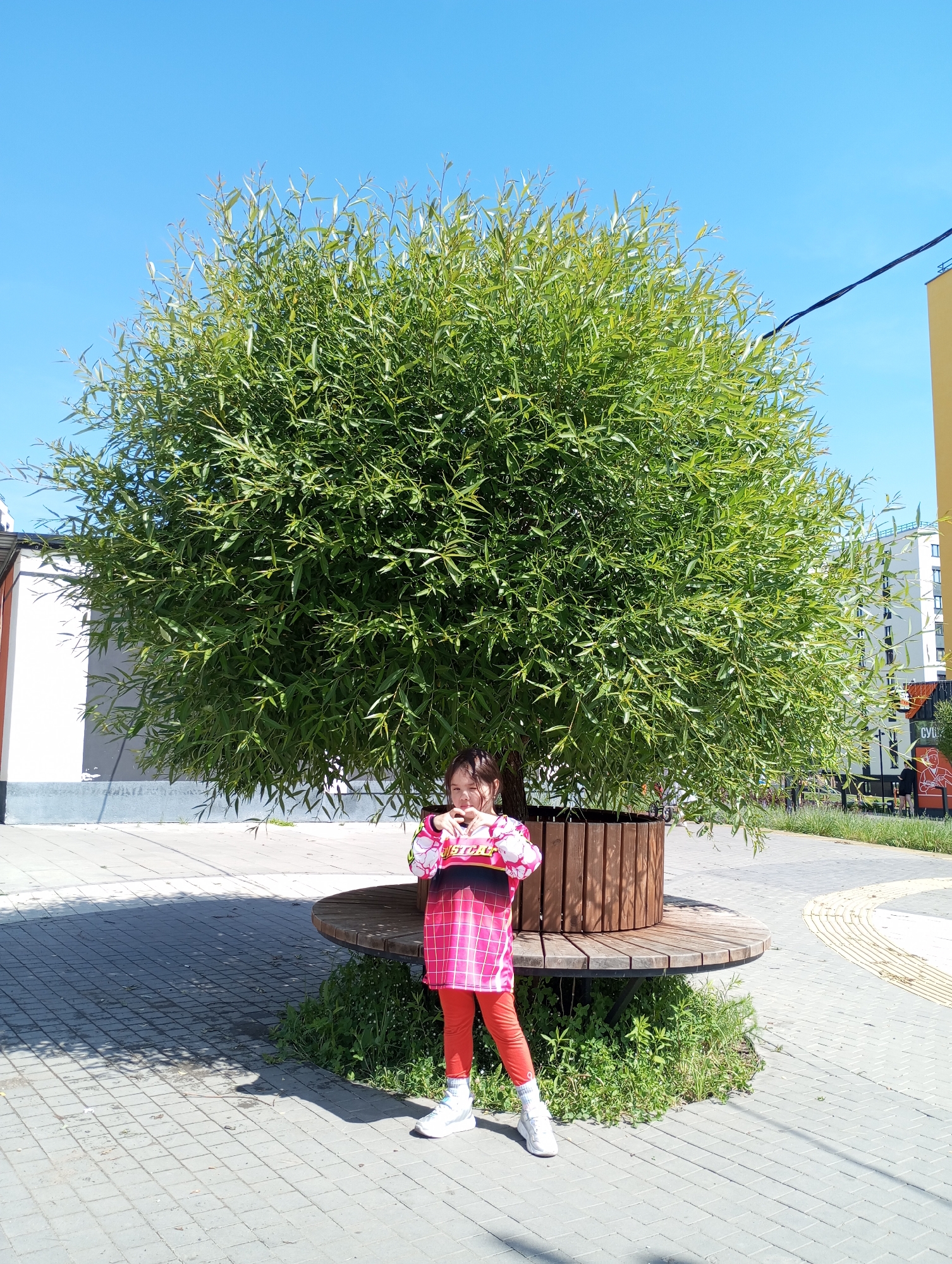 A young girl stands in front of a large, round tree in what appears to be a public space. The girl is wearing a red and pink patterned shirt, red pants, and white sneakers. She is holding her hands up, possibly forming a heart shape. The tree is planted in a wooden container surrounded by a circular wooden bench. The ground is paved with gray bricks, and there is some grass growing around the base of the tree and bench. A building with a white facade and a vertical black stripe can be seen in the background. In the far background, there is a taller yellow building. The sky is clear and blue. Based on the information provided in the prompt, the location is in Pervomaysky, Russia.