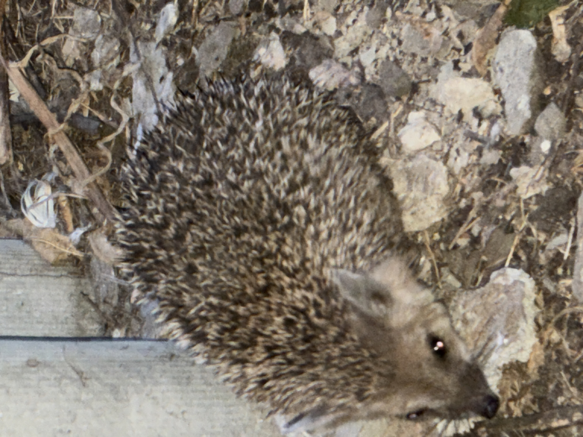 The image shows a hedgehog in a naturalistic environment, likely outdoors. The hedgehog is small and spiky, with brown and grey quills. Its face is visible, with small dark eyes and a pointed snout. The hedgehog is resting on the ground, which is covered in dry leaves, twigs, and small stones. In the background, a vertical, rough-textured, light-colored object, possibly a concrete post or wall, is present on the left side of the frame. The overall lighting suggests it might be dusk or dawn, or an overcast day. The location is specified as Totskoye, Russia, though the image itself does not provide direct visual cues to confirm this specific location. There are no people or any other animals visible in the scene. The scene is static and appears to capture a moment of rest for the hedgehog.
