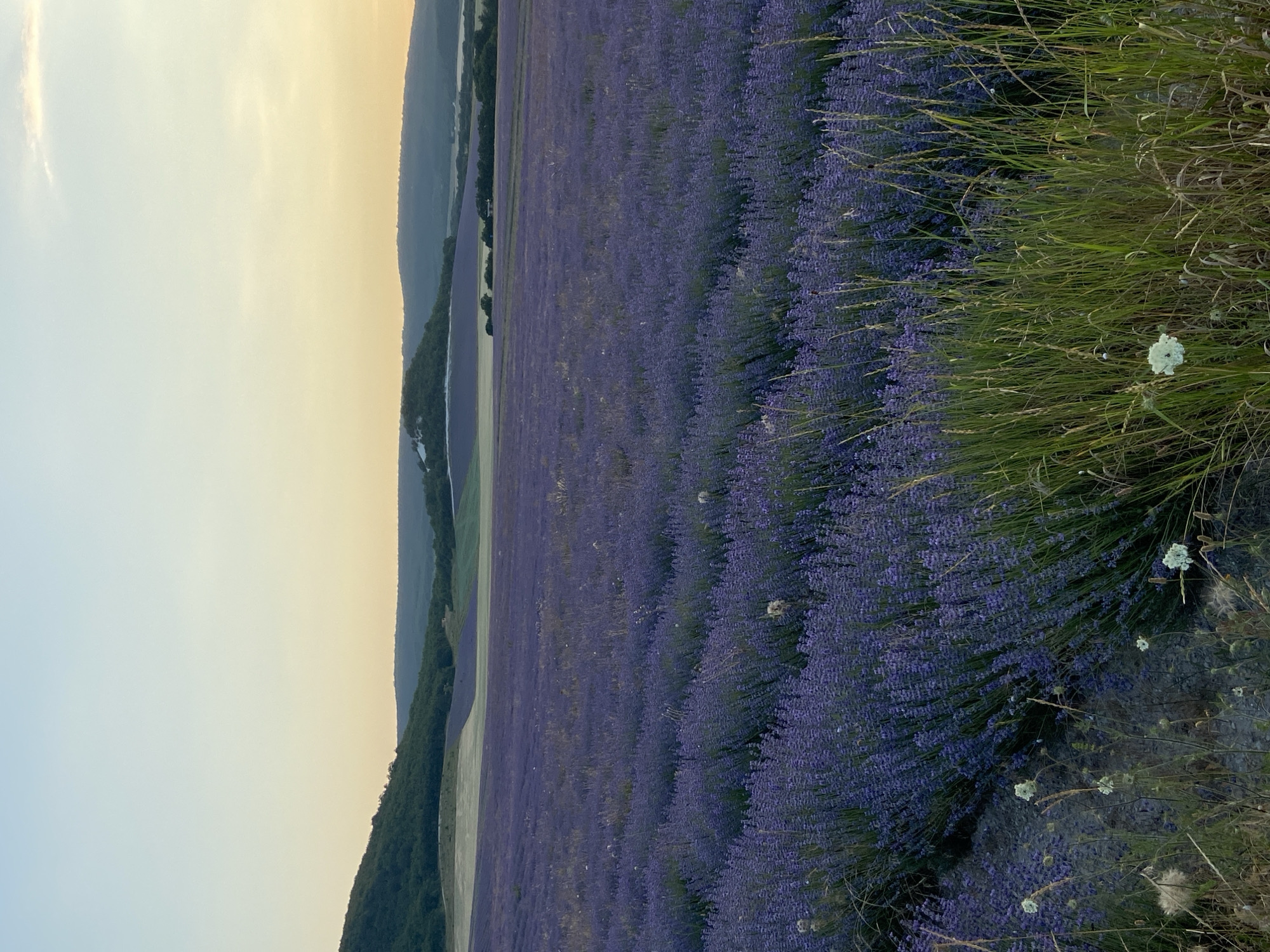 The image depicts a vast field of blooming lavender under a pale blue and yellow sky. The lavender rows stretch towards rolling hills in the distance. In the foreground, tall green grass and some white wildflowers add texture. The scene appears to be a rural landscape in Kholmovka, Ukraine, likely a lavender farm. There are no people or animals visible in the image. The lighting suggests it might be early morning or late evening.