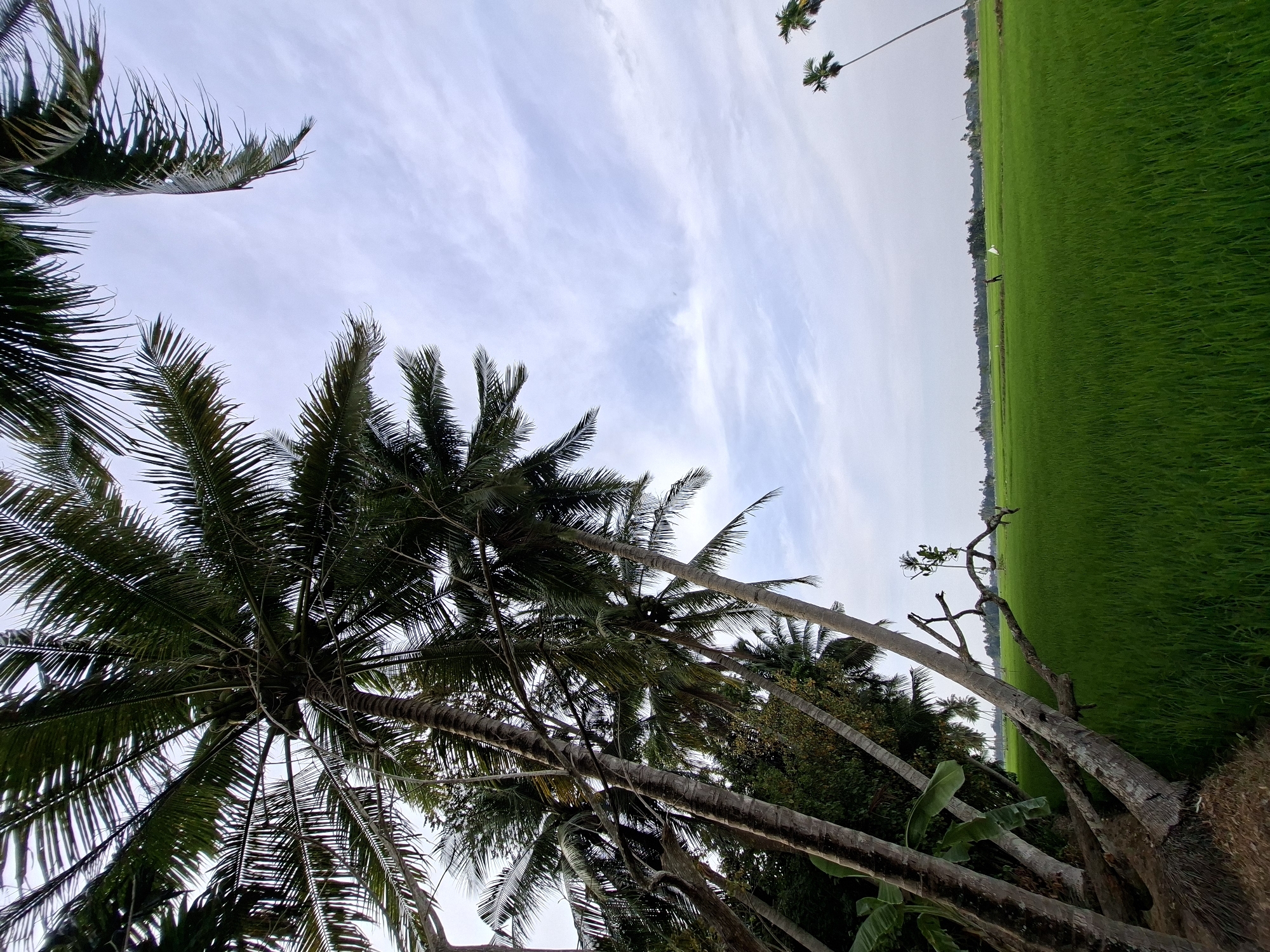 The image depicts a vibrant green rice paddy field under a cloudy sky, bordered by a cluster of leaning palm trees on the left. The foreground is dominated by the trunks and fronds of these palm trees, some of which appear to be fallen or at a significant angle. In the middle ground, a lone figure is visible walking across the field, carrying a white flag. The horizon is marked by a line of trees, suggesting a rural or agricultural landscape. The overall impression is one of a serene, tropical environment. The location is specified as Kayeepanyang, Indonesia.
