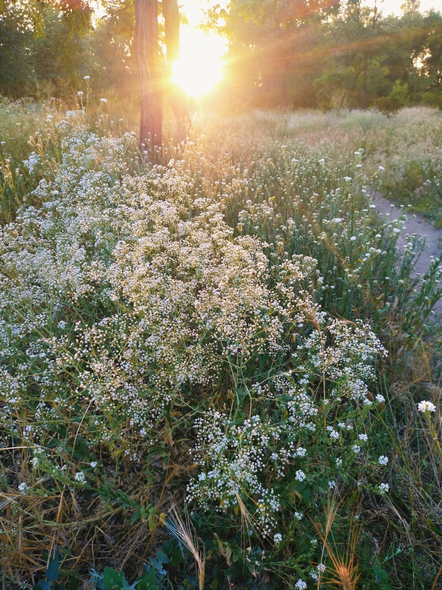 The image depicts a natural scene with a dense cluster of small white flowers in the foreground, illuminated by the warm glow of the sun setting behind a tree. The setting sun casts a strong lens flare across the upper portion of the image. The flowers are surrounded by dry grass and other greenery, suggesting a meadow or natural area. In the background, more of the meadow stretches out, with trees visible further in the distance. A dirt path is visible on the right side of the image, winding through the vegetation. The overall impression is one of a serene, sun-drenched natural landscape. Based on the provided context, this scene is located in the city of Horishni Plavni, Ukraine.