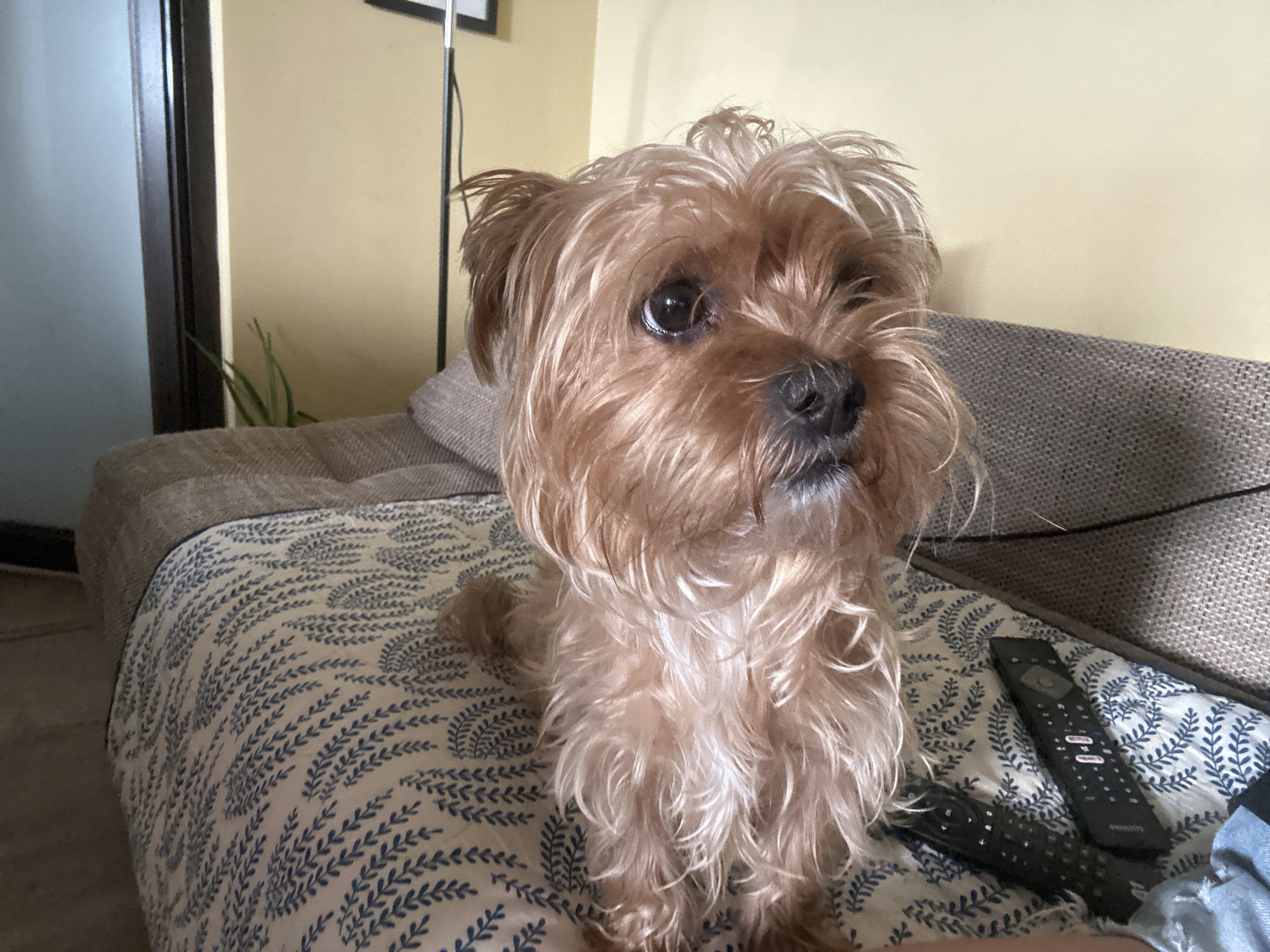 A small, fluffy, light brown dog, possibly a Yorkshire Terrier or similar breed, sits attentively on a bed or couch indoors. The dog has expressive dark eyes, a black nose, and shaggy fur, primarily light brown with lighter blonde highlights around its face and chest. It is looking slightly to its right with a focused expression.
The dog is positioned on a bed or couch covered with a white blanket or sheet featuring a repeating blue leaf or branch pattern. To the right of the dog, on the patterned surface, are two black remote controls. One remote clearly displays the brand name "PHILIPS". A partial view of a person's arm or hand, wearing light blue denim, is visible in the bottom right corner of the frame.
In the background, a light yellow wall dominates. To the left, a vertical dark brown frame (possibly a door or window frame) is visible, next to a light blue/grey reflective surface. A green plant with thin leaves peeks out from behind the bed/couch on the left. A thin, black floor lamp stand is visible in the upper left background. The scene is brightly lit, suggesting it is daytime. The setting appears to be a cozy indoor space, likely a living room or bedroom, located in Burgas, Bulgaria as per context. The dog appears alert and curious.